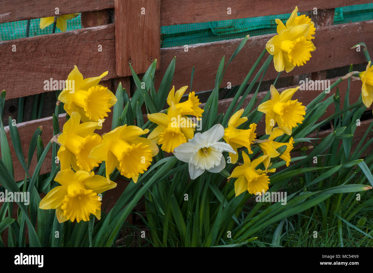 Büschel der Narzissen (NARZISSE) naturlised in einer Grünfläche. Stockfoto