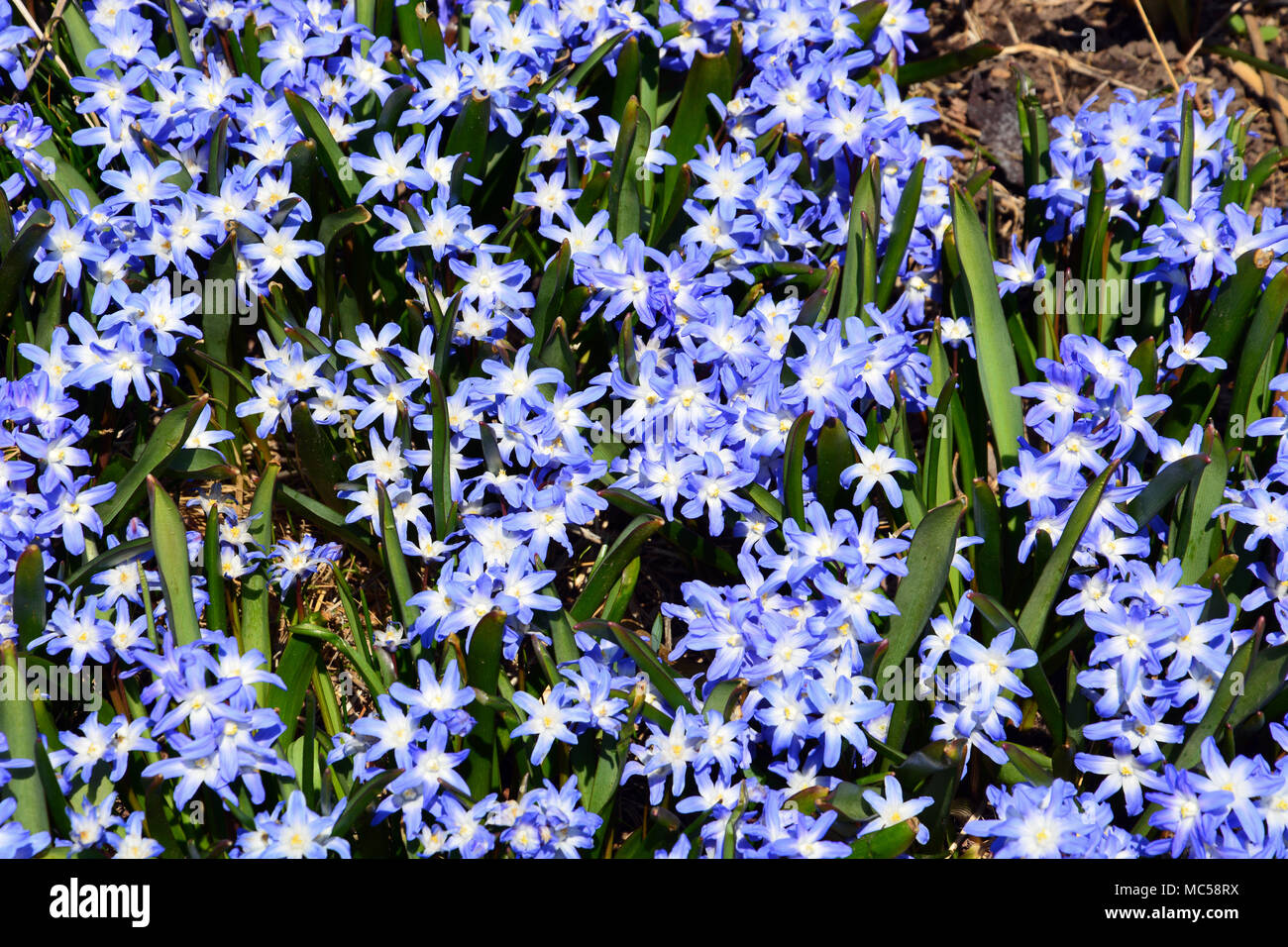 Herrlichkeit der Schnee Frühling Blumen, auch als blaue Riese bekannt, im Lurie Garten, Teil von Chicagos Innenstadt Millennium Park entstehen. Stockfoto
