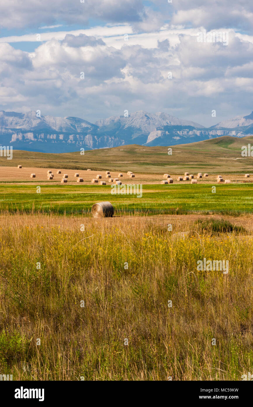 Heuballen und unglaublich weiten Felder von Korn sind typisch für die Hochebenen von Montana. Große Korn Landwirtschaft und Viehhaltung. Stockfoto