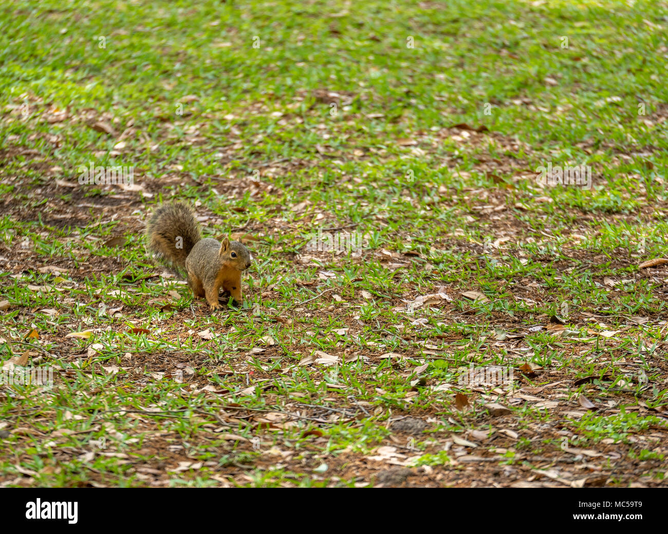 Eichhörnchen auf vier Füßen auf einen Park mit trockenen Blätter auf dem Boden Stockfoto