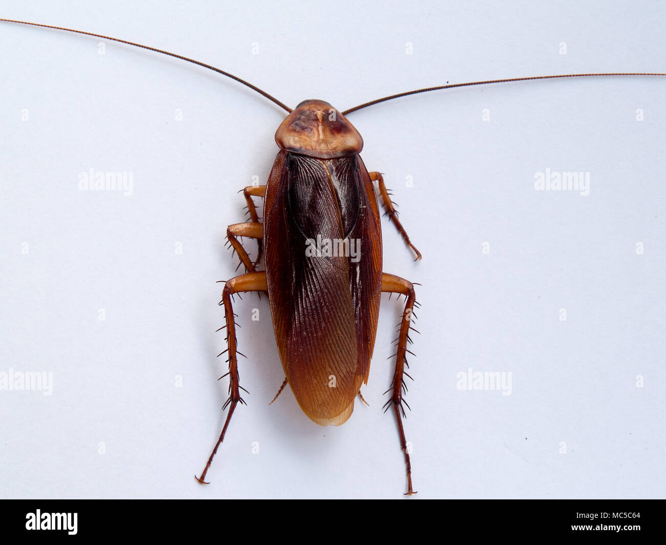 Kakerlake, ein Tier übertragbaren Krankheit. Und bös, dass kann schwere Erkrankungen verursachen Stockfoto