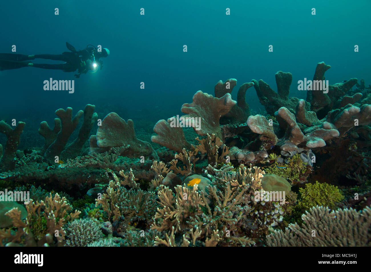 Herrliche Hartkorallen. Bild wurde im Ceram Meer genommen, Raja Ampat, West Papua, Indonesien Stockfoto