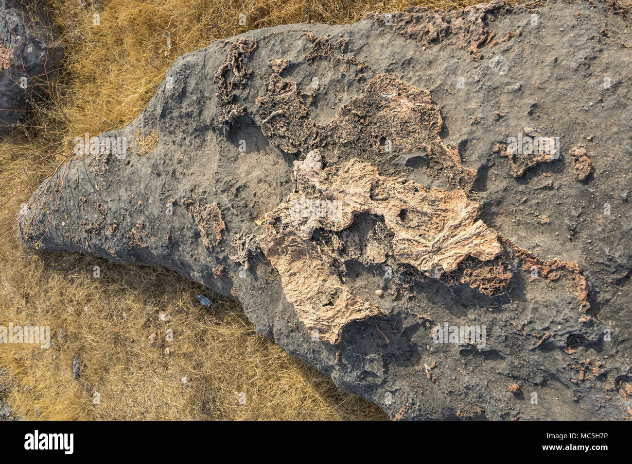 Foto von dinosaurierfossilien erfasst Balasinor fossilen Park, Gujarat, Indien. Stockfoto