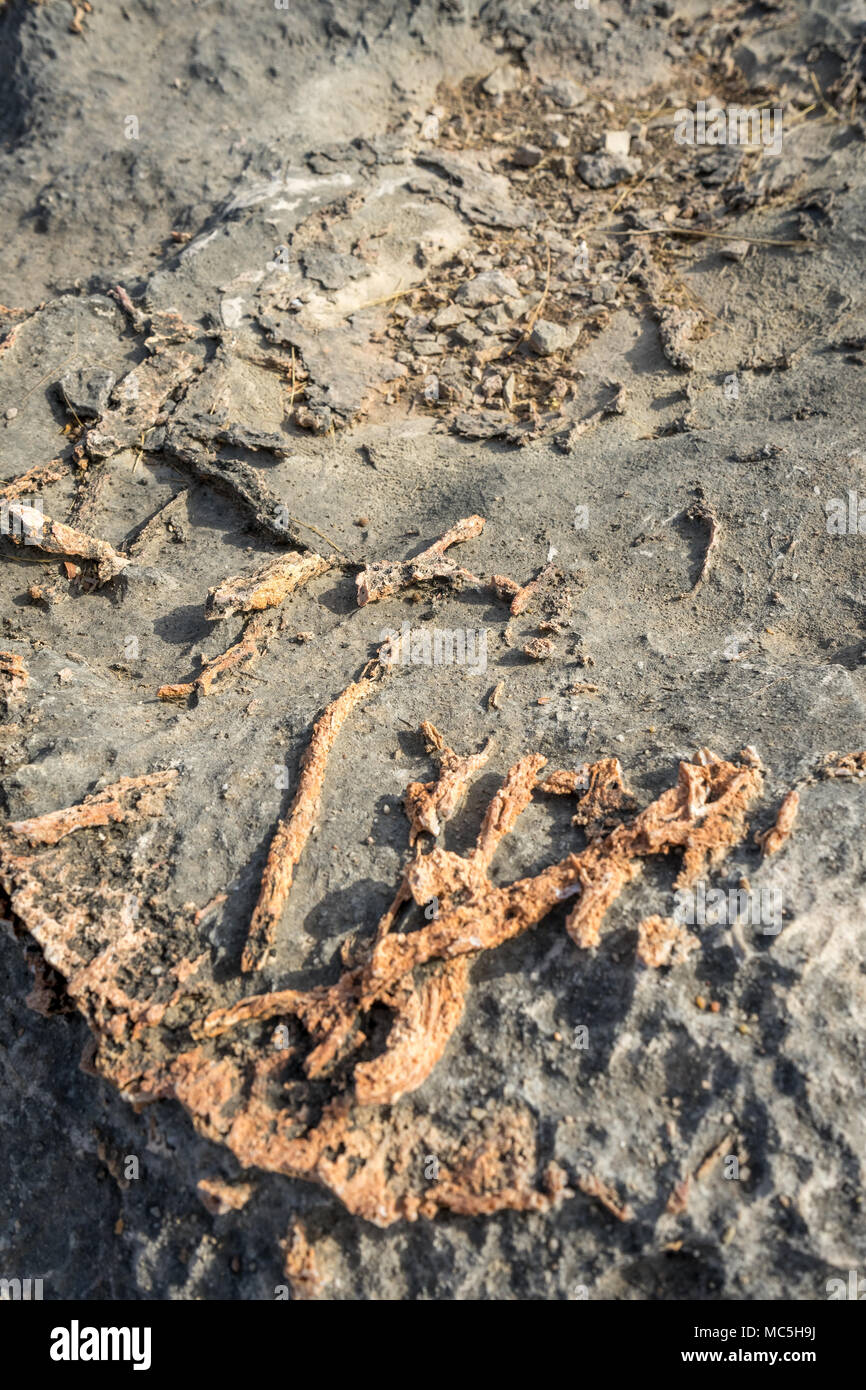 Foto von dinosaurierfossilien erfasst Balasinor fossilen Park, Gujarat, Indien. Stockfoto