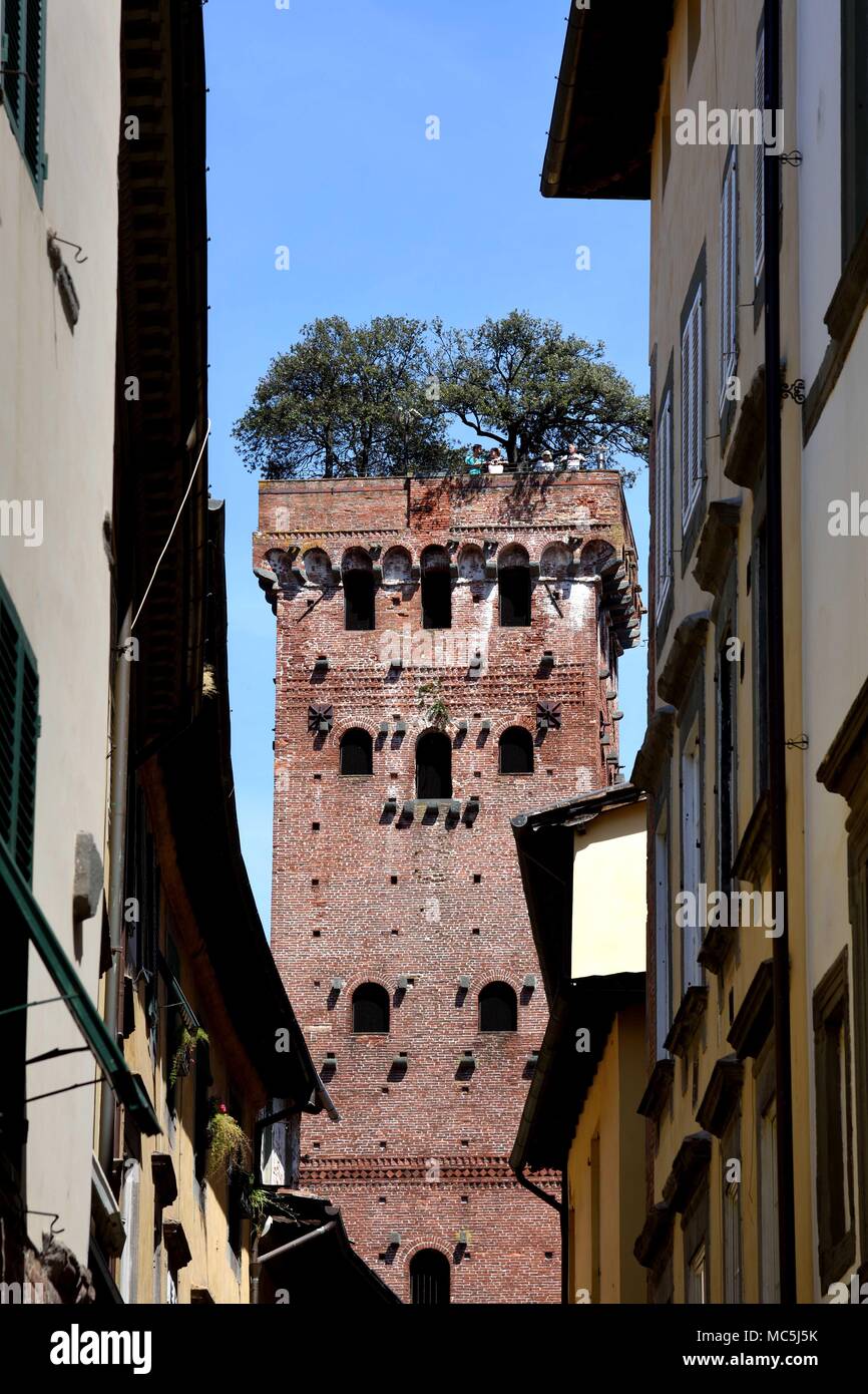 Gotische Torre Guinigi (Guinigi Turm) mit Eichen im historischen Zentrum von Lucca, Lucca, Italien, Italienisch, Toskana. Stockfoto
