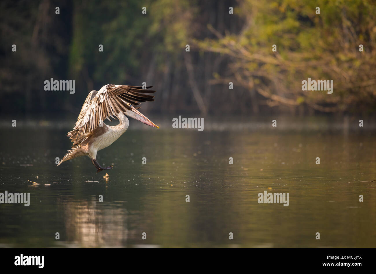 Einen Punkt in Rechnung pelican über im See zu landen Stockfoto