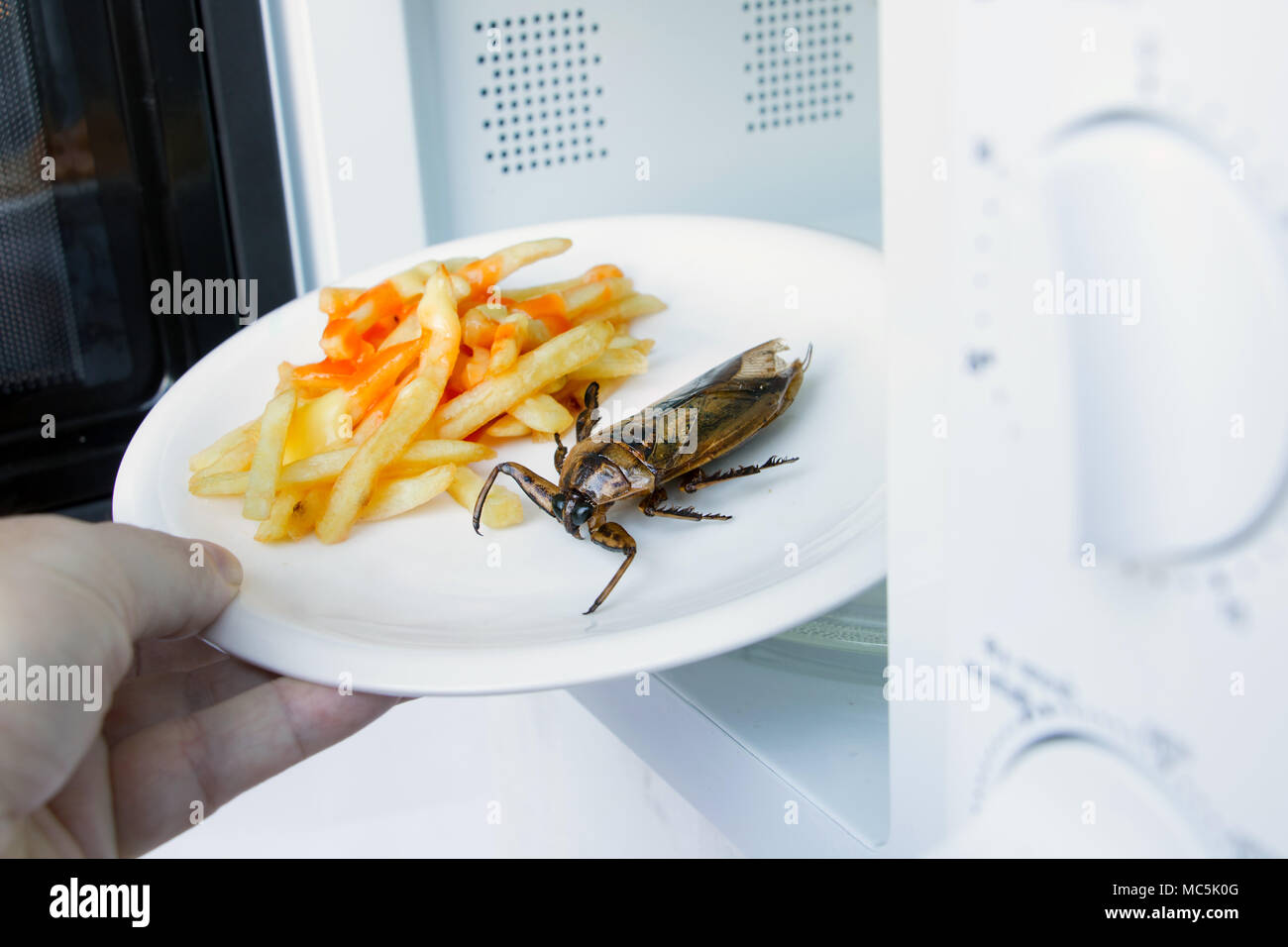 Herstellung von essbaren Insekten in der Mikrowelle. Gebratener Riesenwasserkäfer - Lethocerus indicus mit Pommes frites auf einem Teller werden in der Mikrowelle erhitzt. Stockfoto