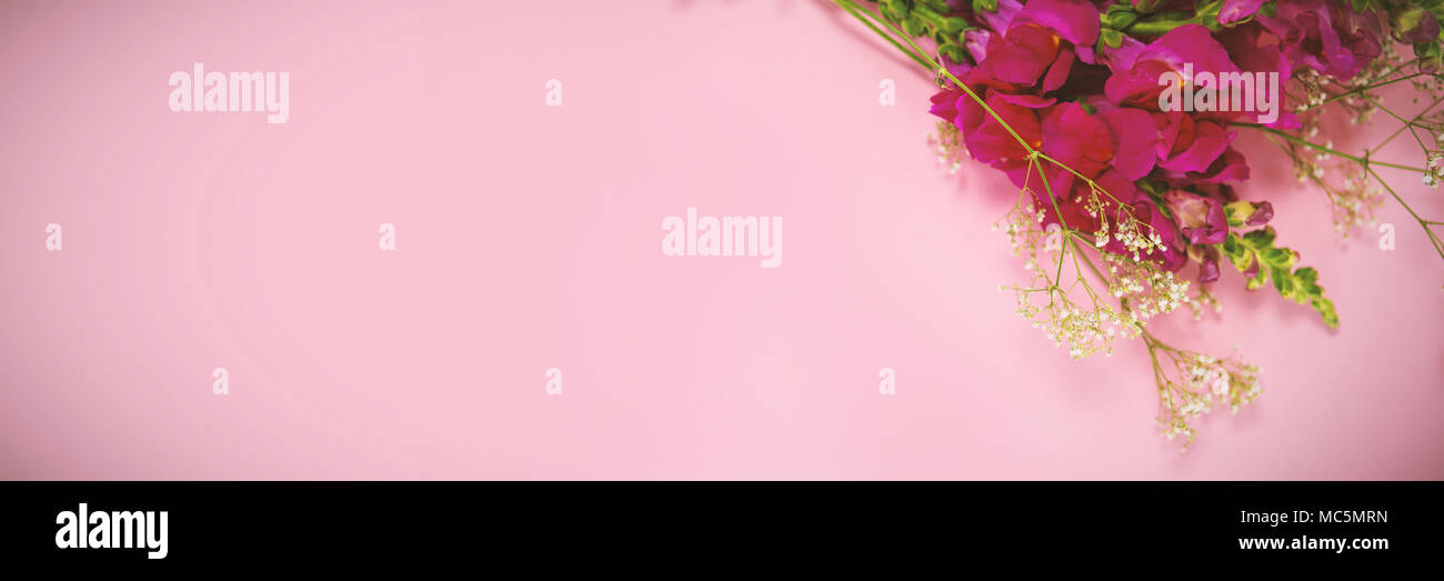 Rosa und grün Blumen auf rosa Hintergrund Stockfoto
