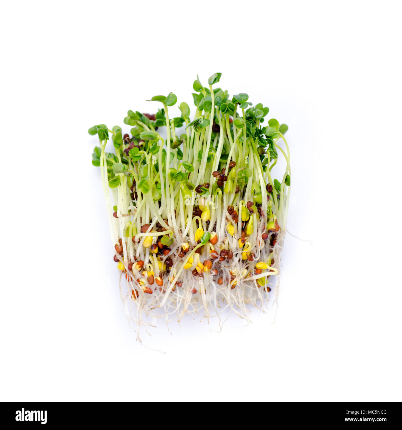 Alfalfa Sprossen auf weißem Hintergrund. Rohe Sprossen, microgreens, gesunde Ernährung Konzept Stockfoto