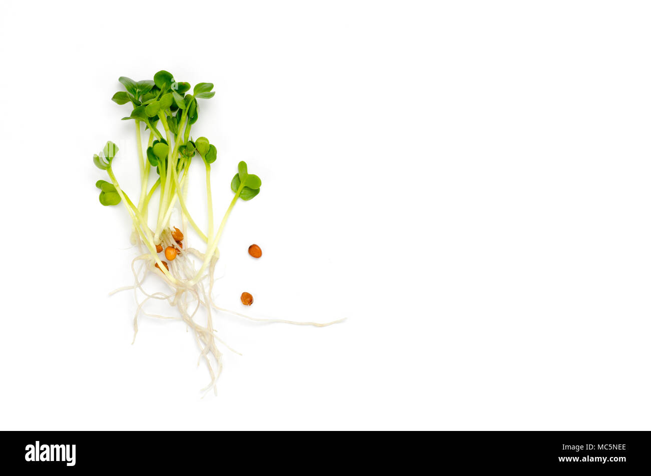 Alfalfa Sprossen auf weißem Hintergrund. Rohe Sprossen, microgreens, gesunde Ernährung Konzept Stockfoto