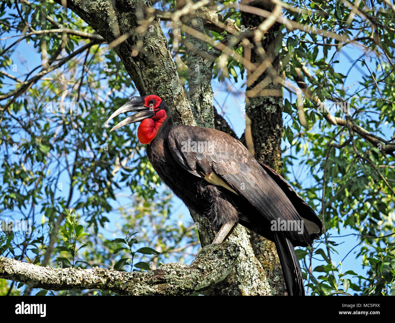 Hornrabe (Bucorvus leadbeateri; früher Bucorvus cafer) mit spektakulären Wimpern & Schnabel öffnen hoch im Baum in der Masai Mara, Kenia, Afrika Stockfoto