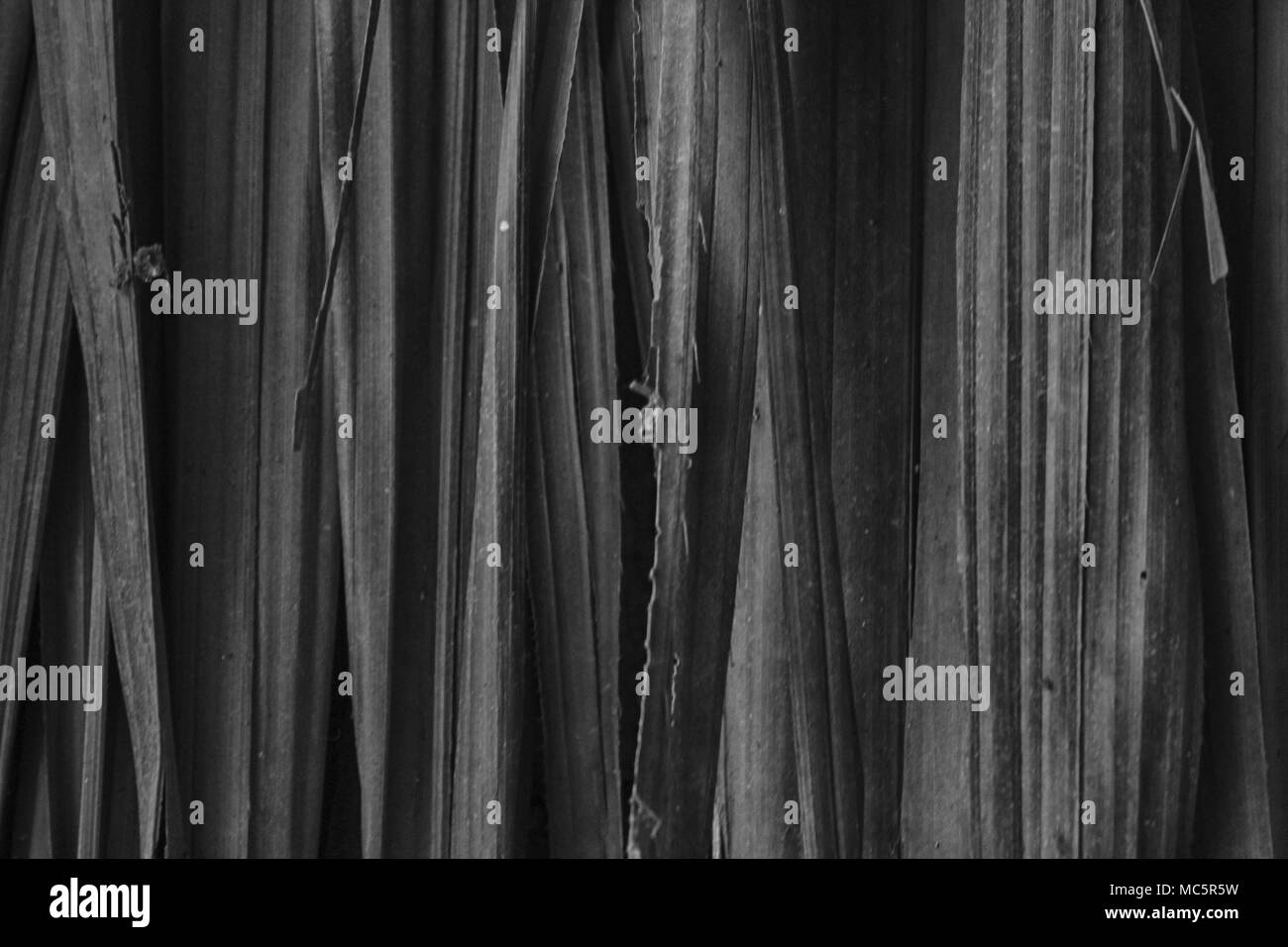 Monochrome Bambus wand Textur Hintergrund. Holz- Textur Stockfoto