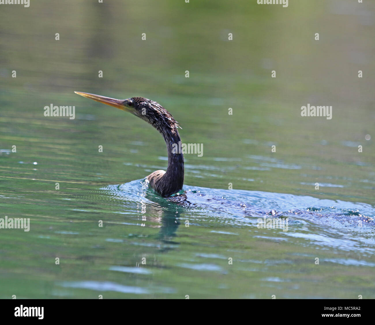 Anhingas sind oft nur flüchtig gesehen, da sie wieder Luft kommen, wie sie Jagen Fischen in den Flüssen Stockfoto