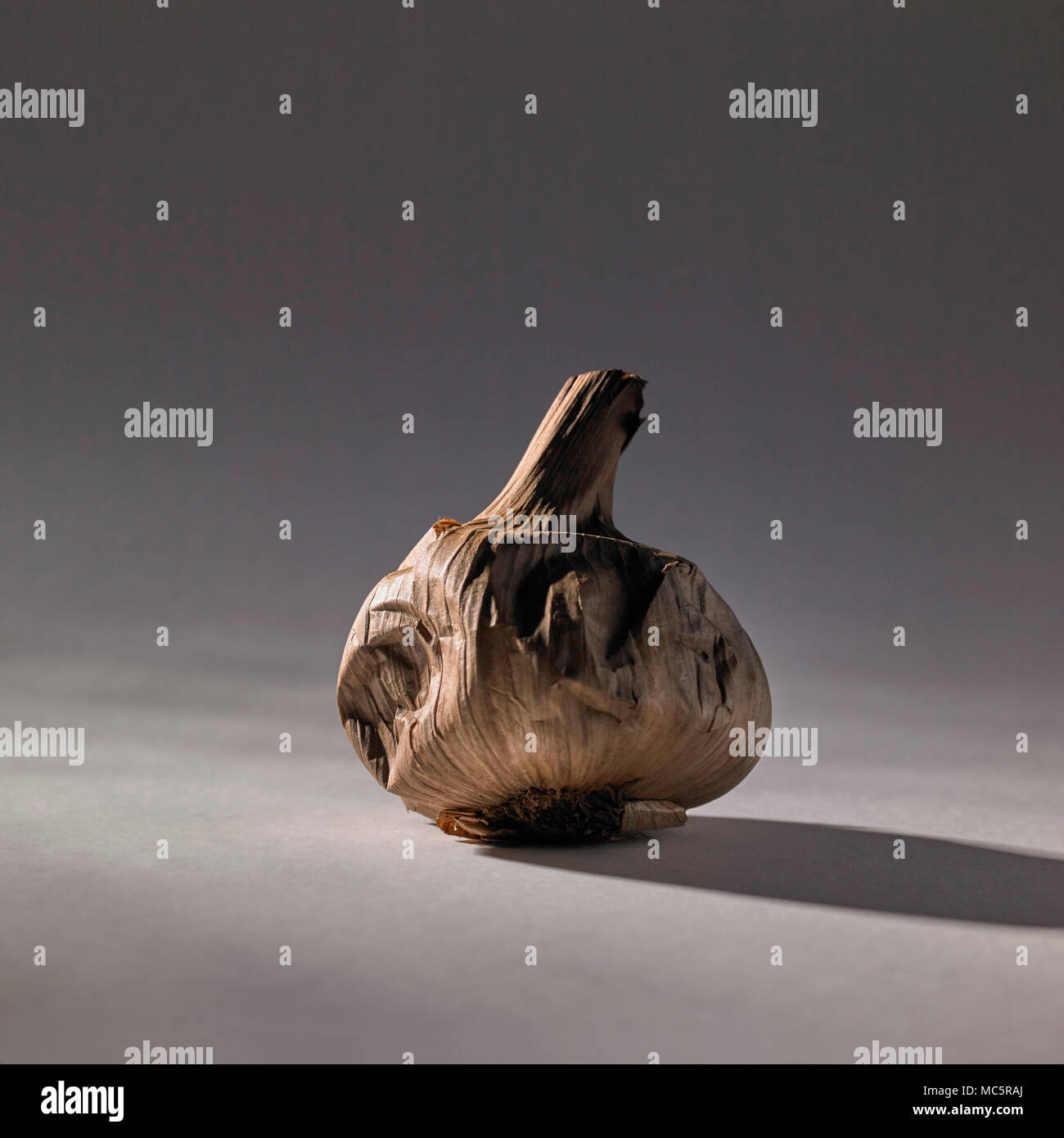 Schwarzer Knoblauch Zwiebel, Allium sativum, auf grauem Hintergrund mit Kopie Raum Stockfoto