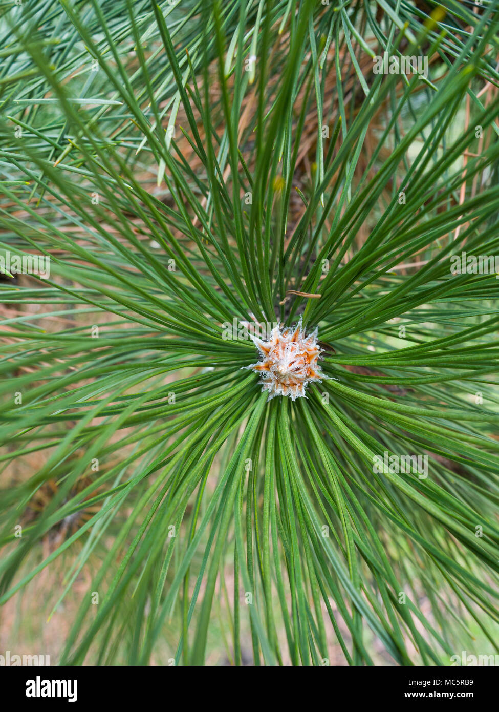 Nahaufnahme Foto Das Ende Einer Langen Nadel Tanne Mit Nadeln Erstreckte Sich Von Der Mitte Mit Fehlenden Pine Cone Einen Grossen Natur Backd Stockfotografie Alamy