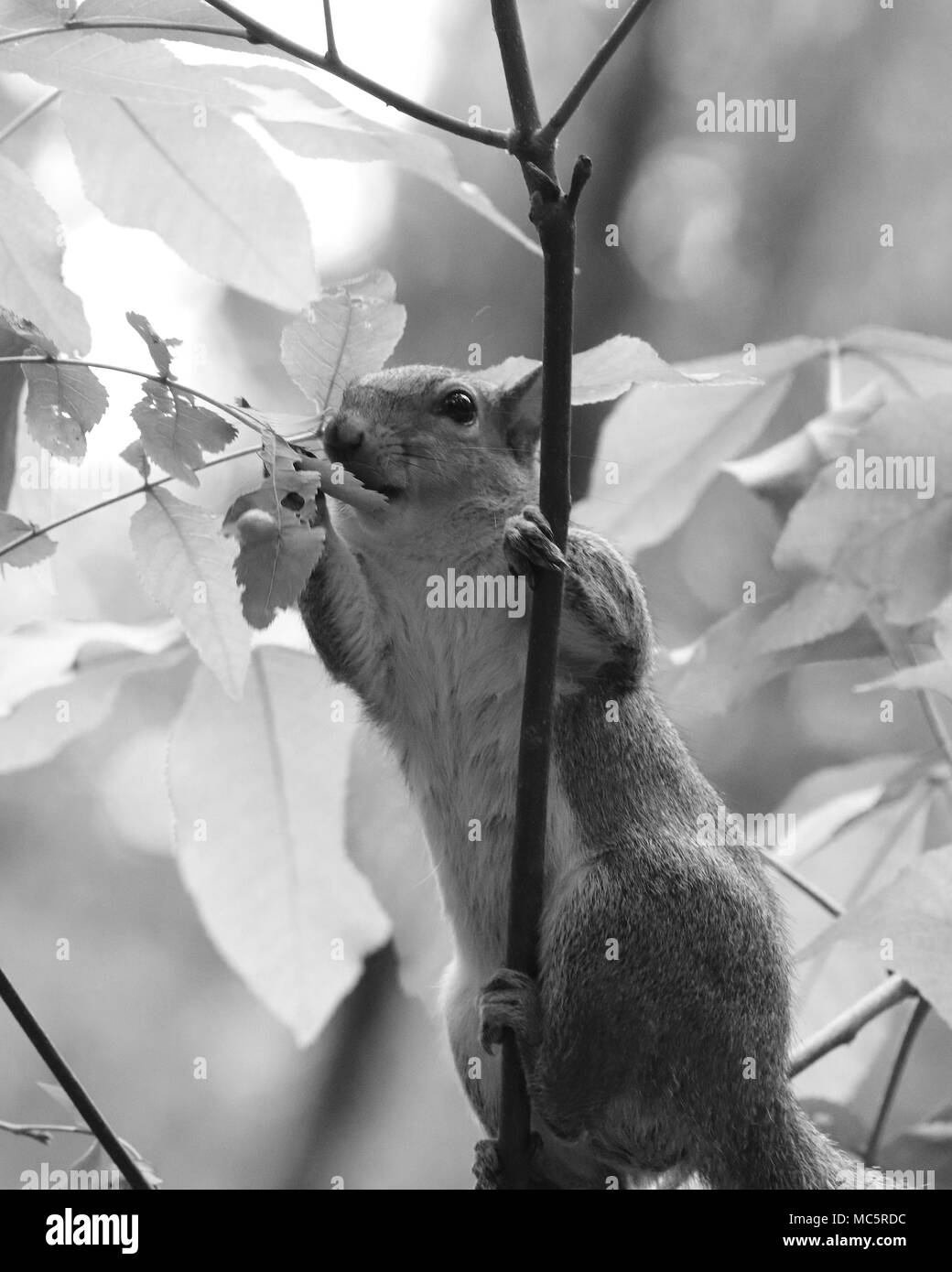 Schwarz und Weiß einer Östlichen baum Eichhörnchen Nahrungssuche im belaubten Büsche bei Rainbow Spring State Park in Florida Stockfoto