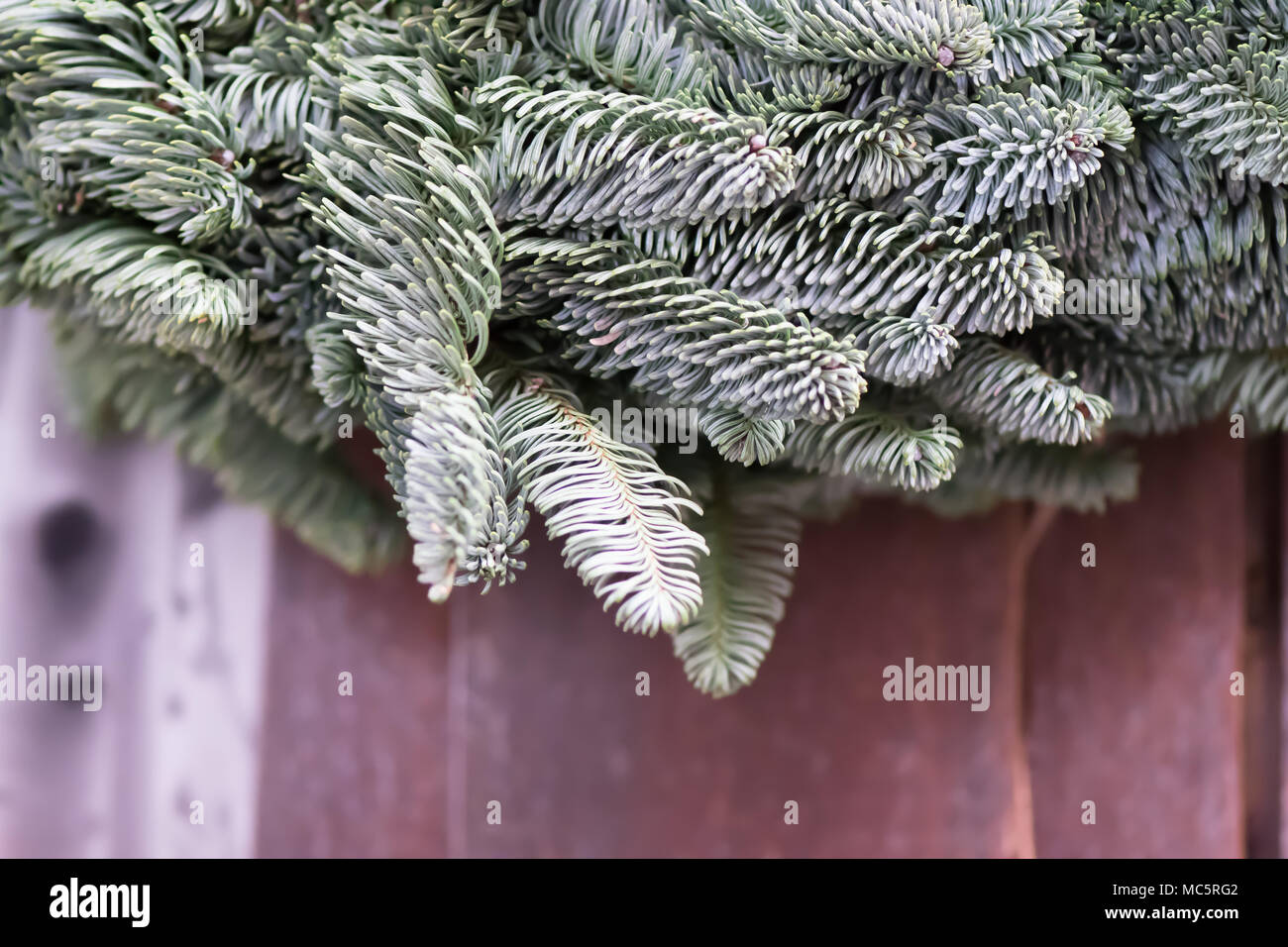 Tanne Kranz auf Holz- Hintergrund. Weihnachtsdekoration. Stockfoto