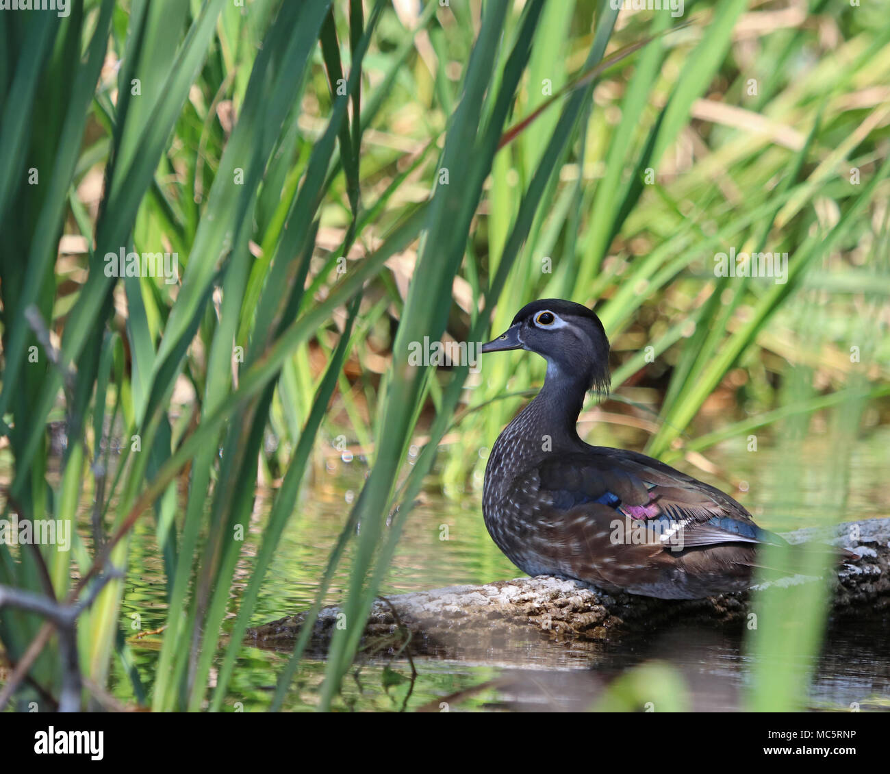 Schöne noch weibliche Holz Ente oder Carolina duck ihre Jungen aus der Ferne zuzusehen, Stockfoto