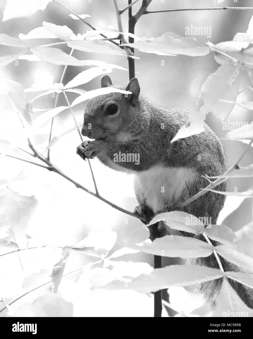 Adorable graue Eichhörnchen essen aus Federnden junge Bäume in Rainbow Springs State Park, Florida Stockfoto