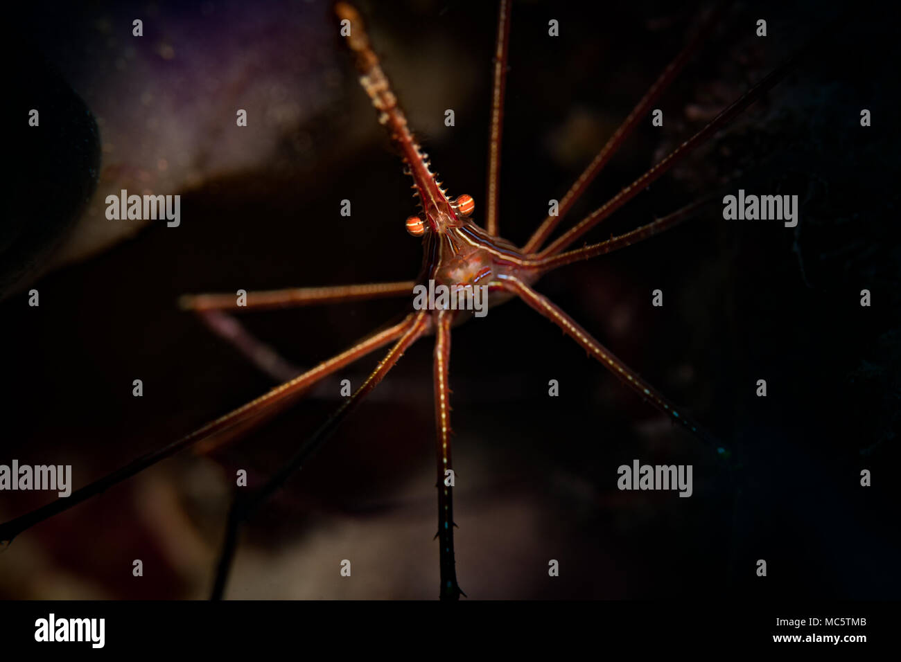 Yellowline Pfeil Crab (Stenorhyncus Seticornis) auf das Riff in Bonaire, Niederländische Antillen Stockfoto