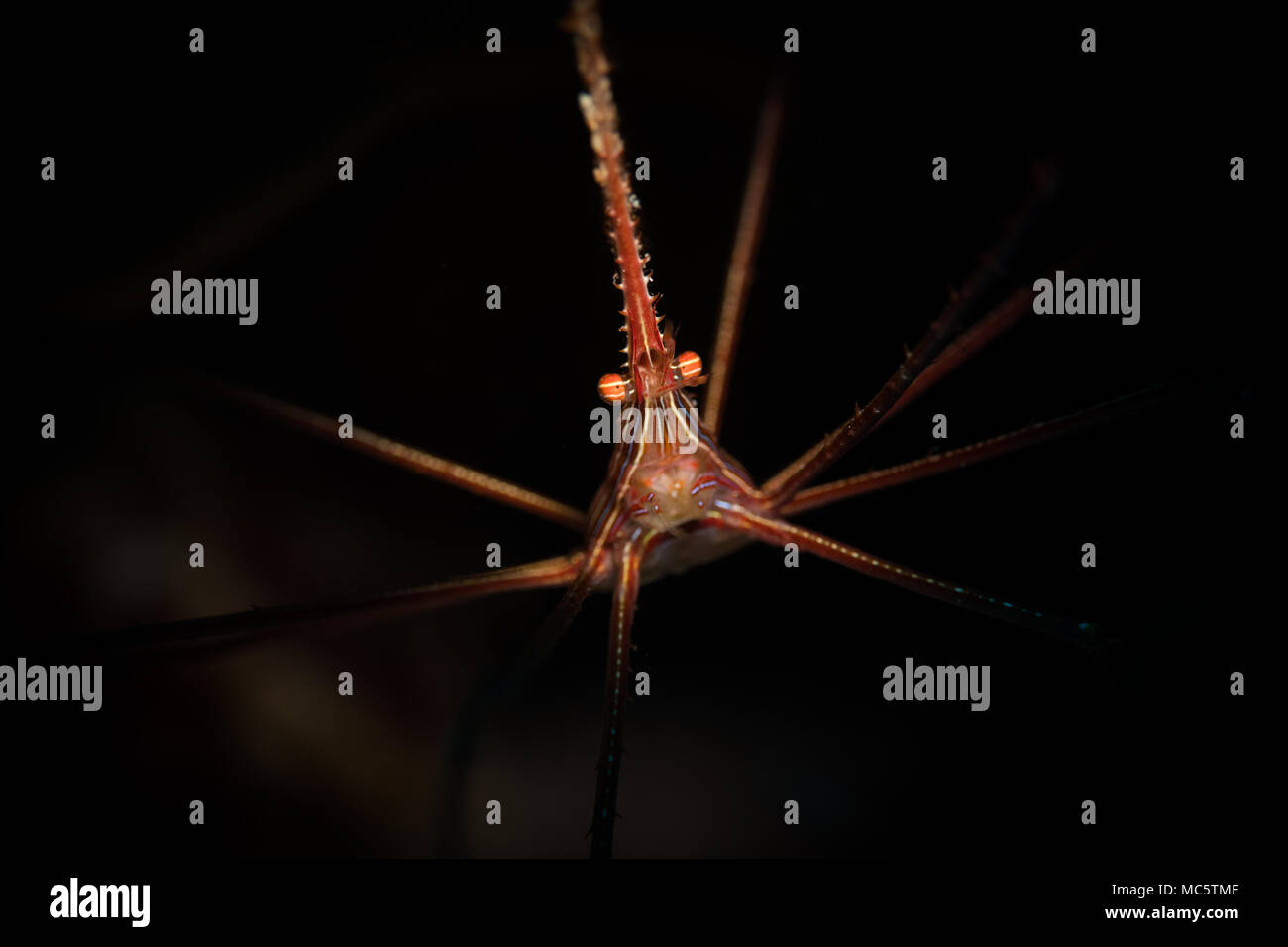Yellowline Pfeil Crab (Stenorhyncus Seticornis) auf das Riff in Bonaire, Niederländische Antillen Stockfoto