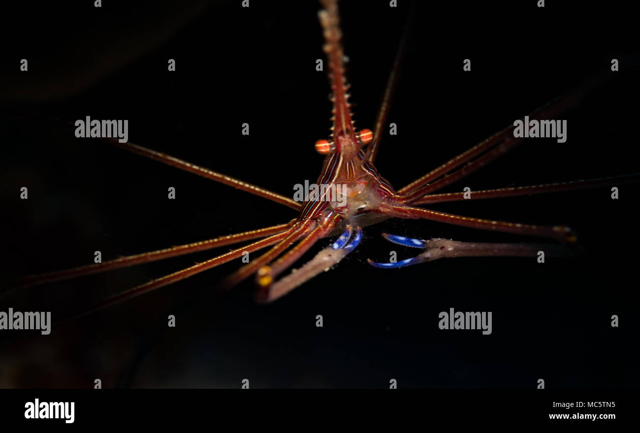 Yellowline Pfeil Crab (Stenorhyncus Seticornis) auf das Riff in Bonaire, Niederländische Antillen Stockfoto