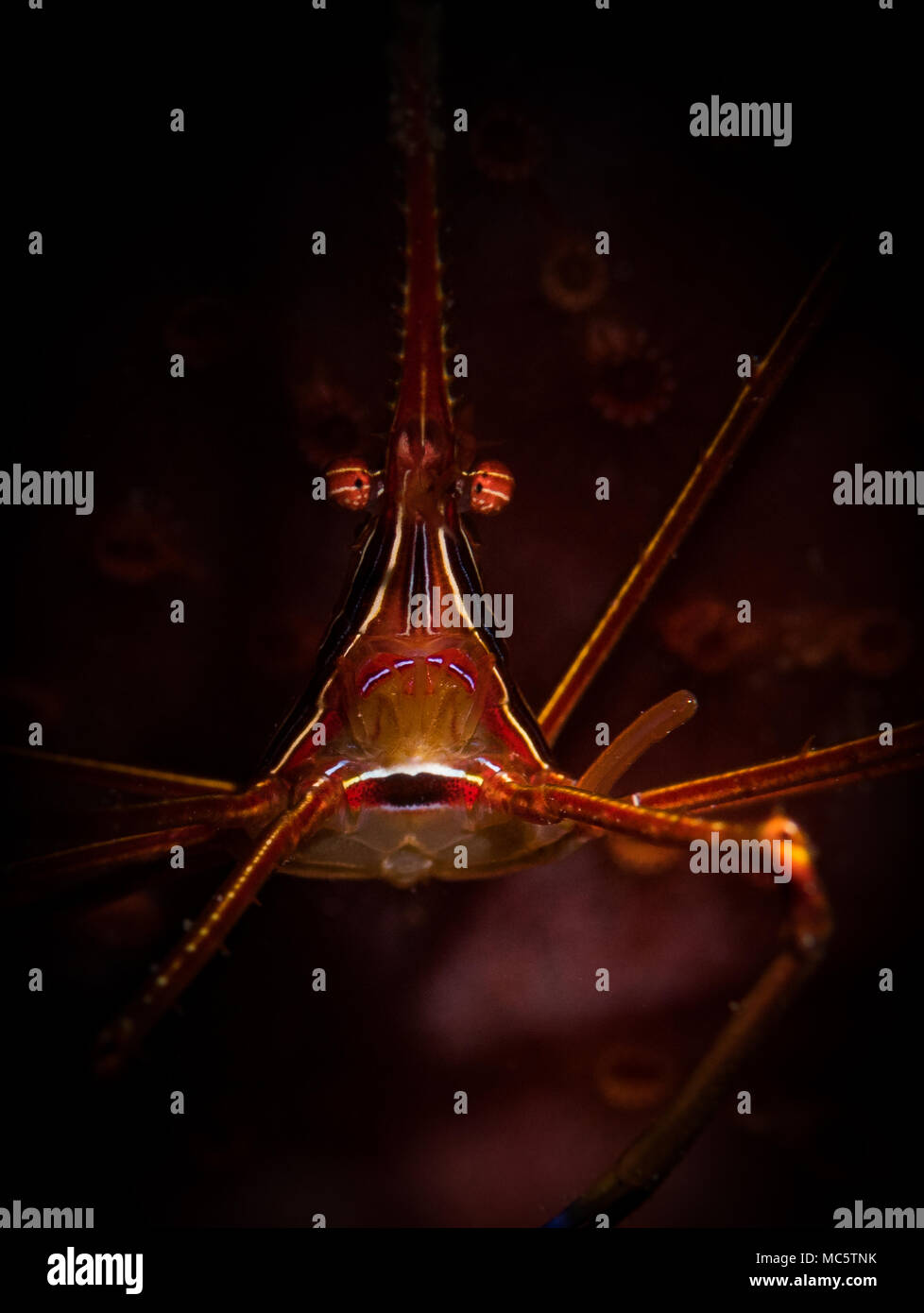 Yellowline Pfeil Crab (Stenorhyncus Seticornis) auf das Riff in Bonaire, Niederländische Antillen Stockfoto