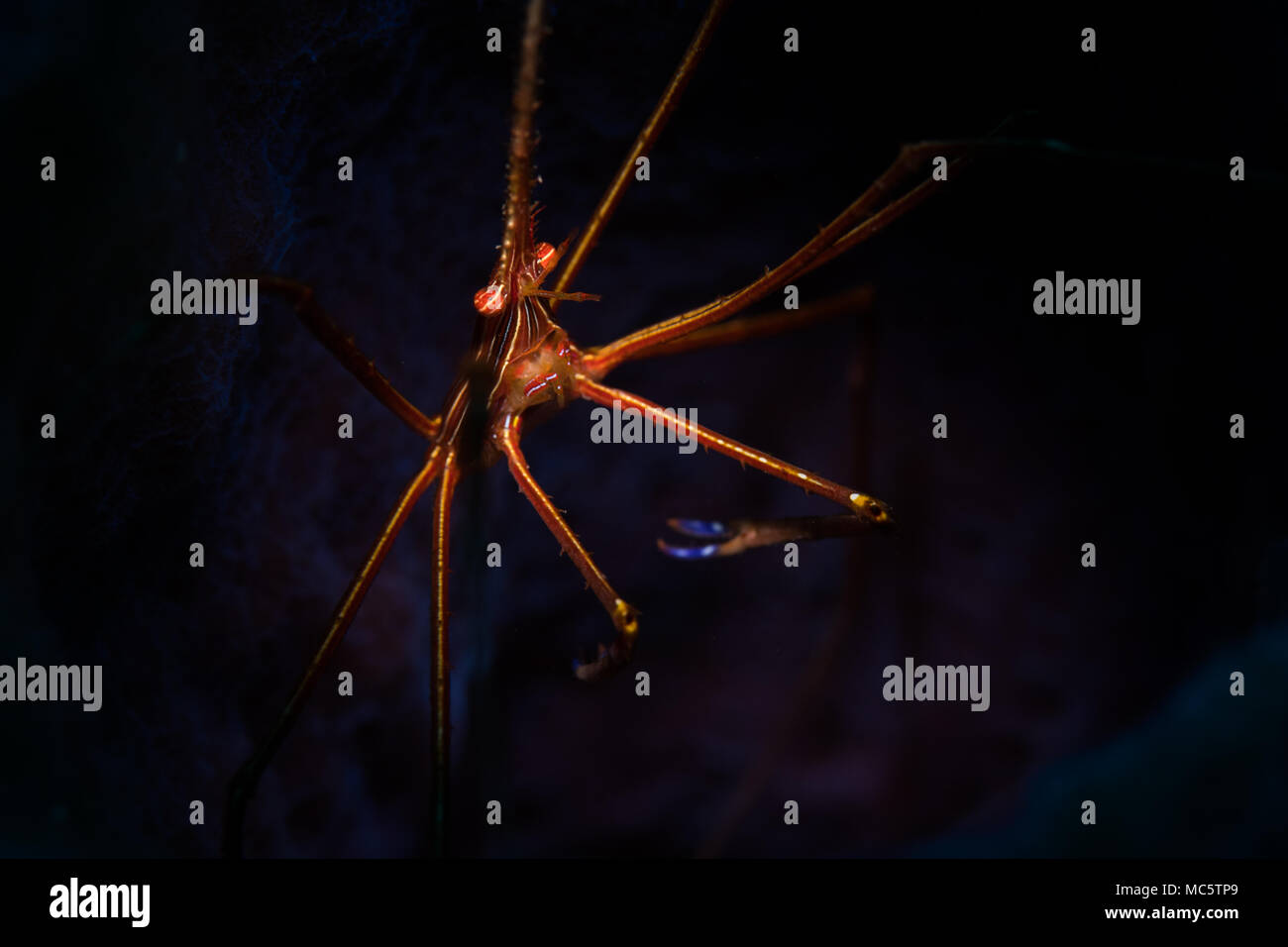 Yellowline Pfeil Crab (Stenorhyncus Seticornis) auf das Riff in Bonaire, Niederländische Antillen Stockfoto