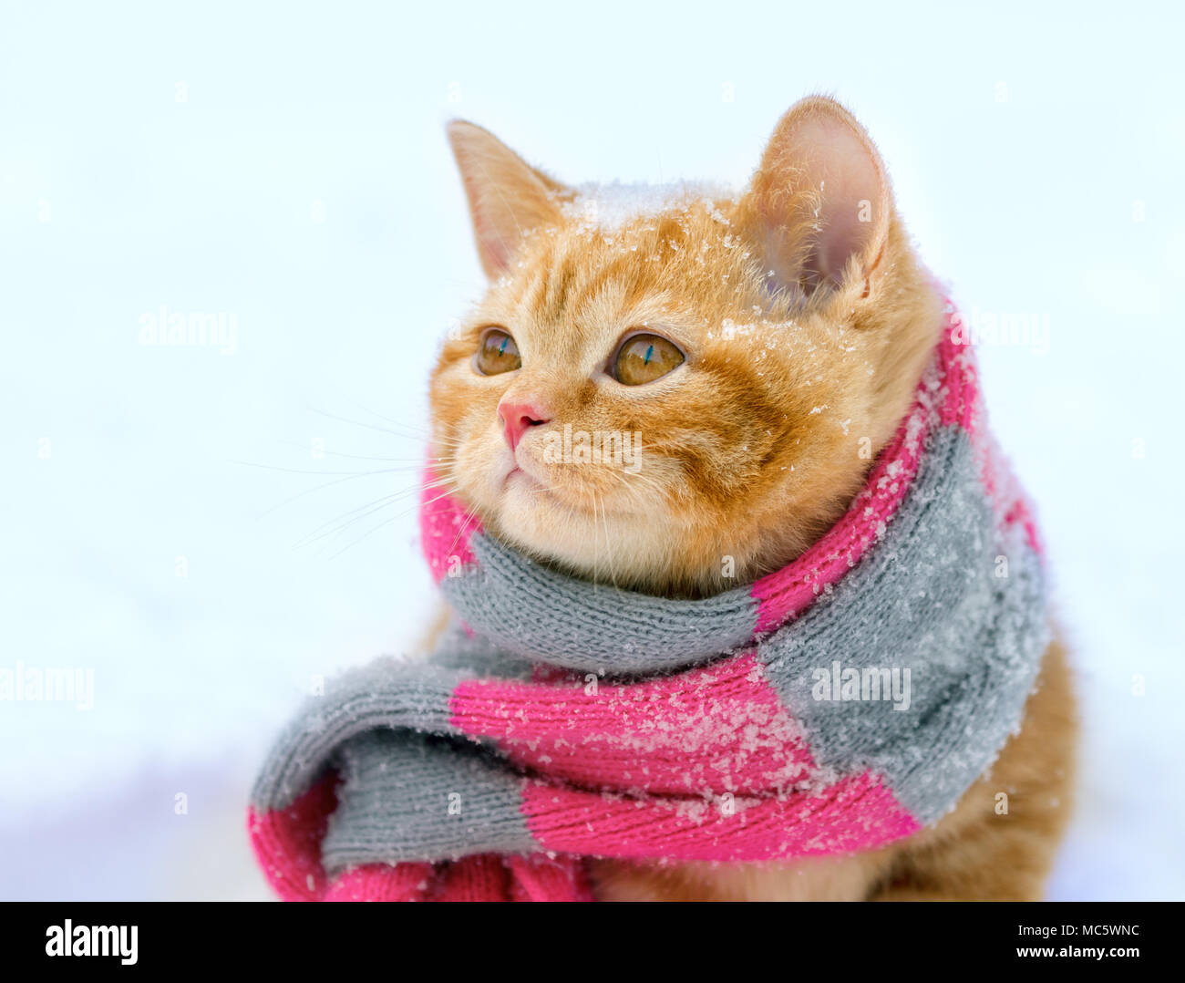 Porträt eines kleines Kätzchen tragen Strickschal im Winter Stockfoto