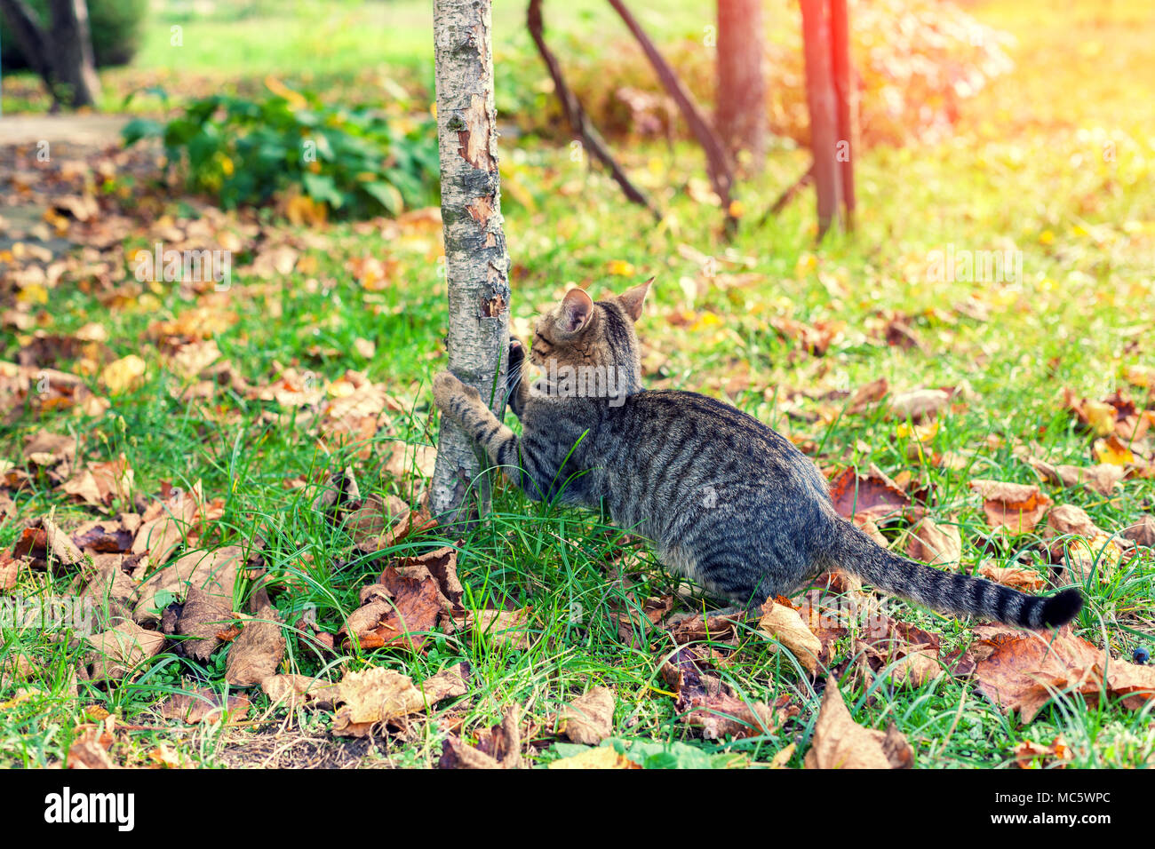 Ein Kätzchen spielt in einem herbstlichen Garten. Das Kätzchen scrabbles der Stamm einer Birke Stockfoto