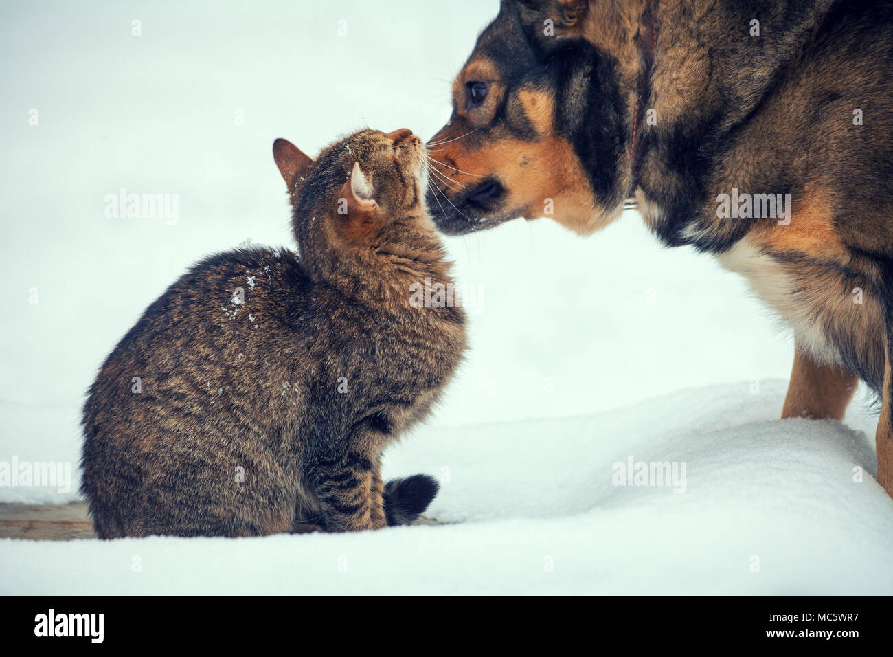 Hund und Katze sind beste Freunde, sitzt im Freien auf Schnee im Winter Stockfoto