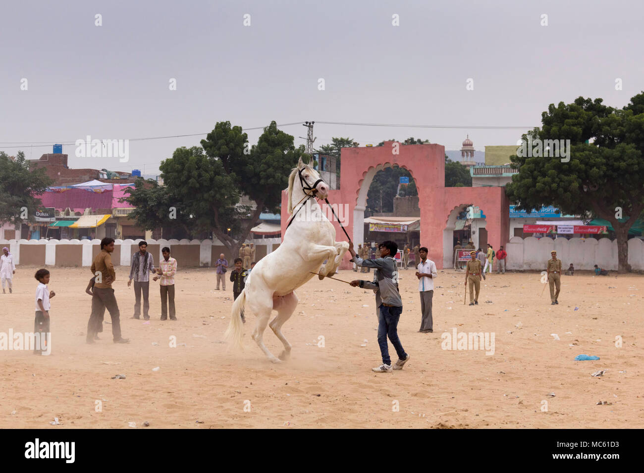 Weiß Marwari Pferd Zucht in der Pushkar Kamel Messe Stadion, Rajasthan, Indien. Stockfoto