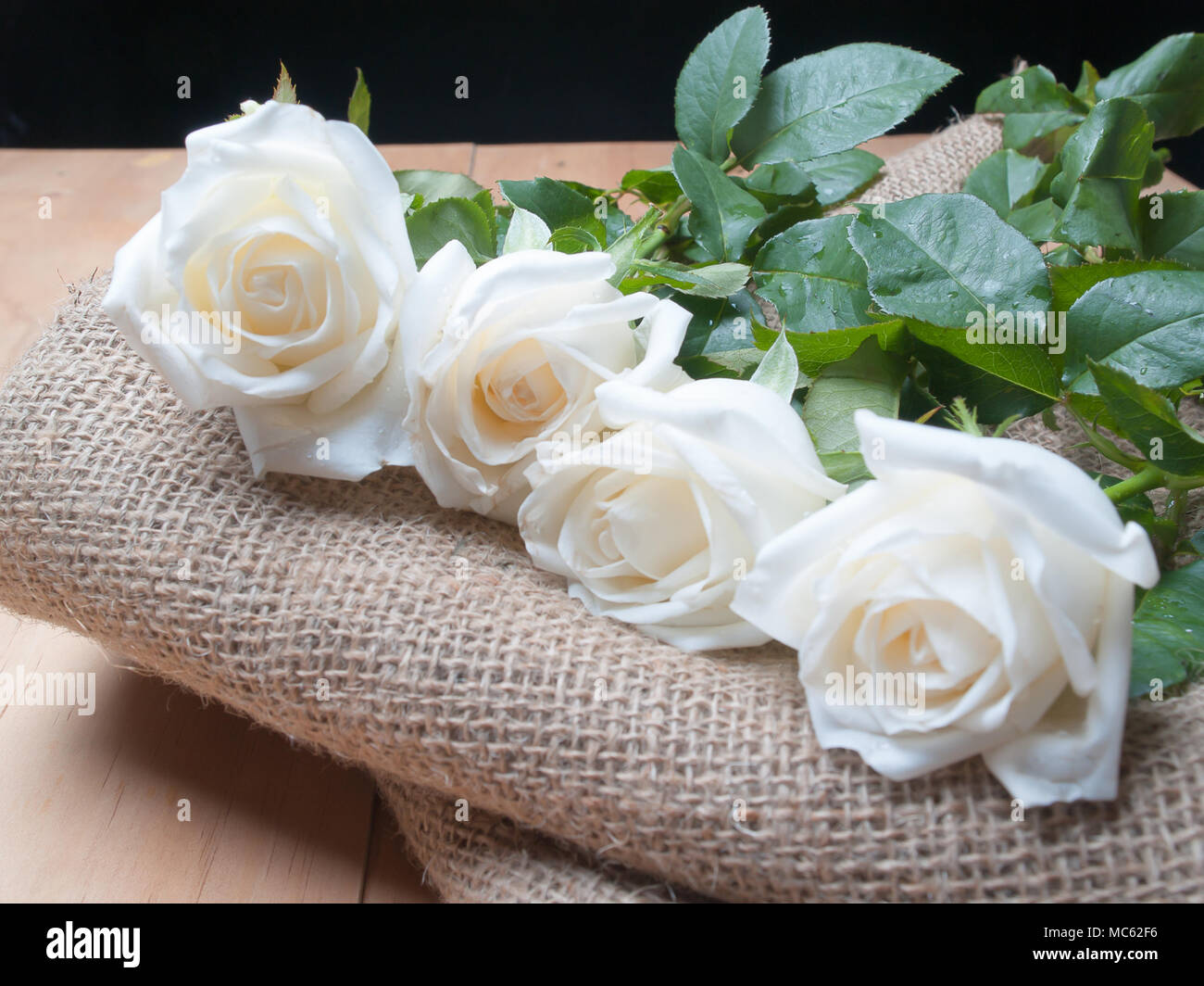Weiße Rosen, Das ist, wo meine Liebe zu ihr. Stockfoto