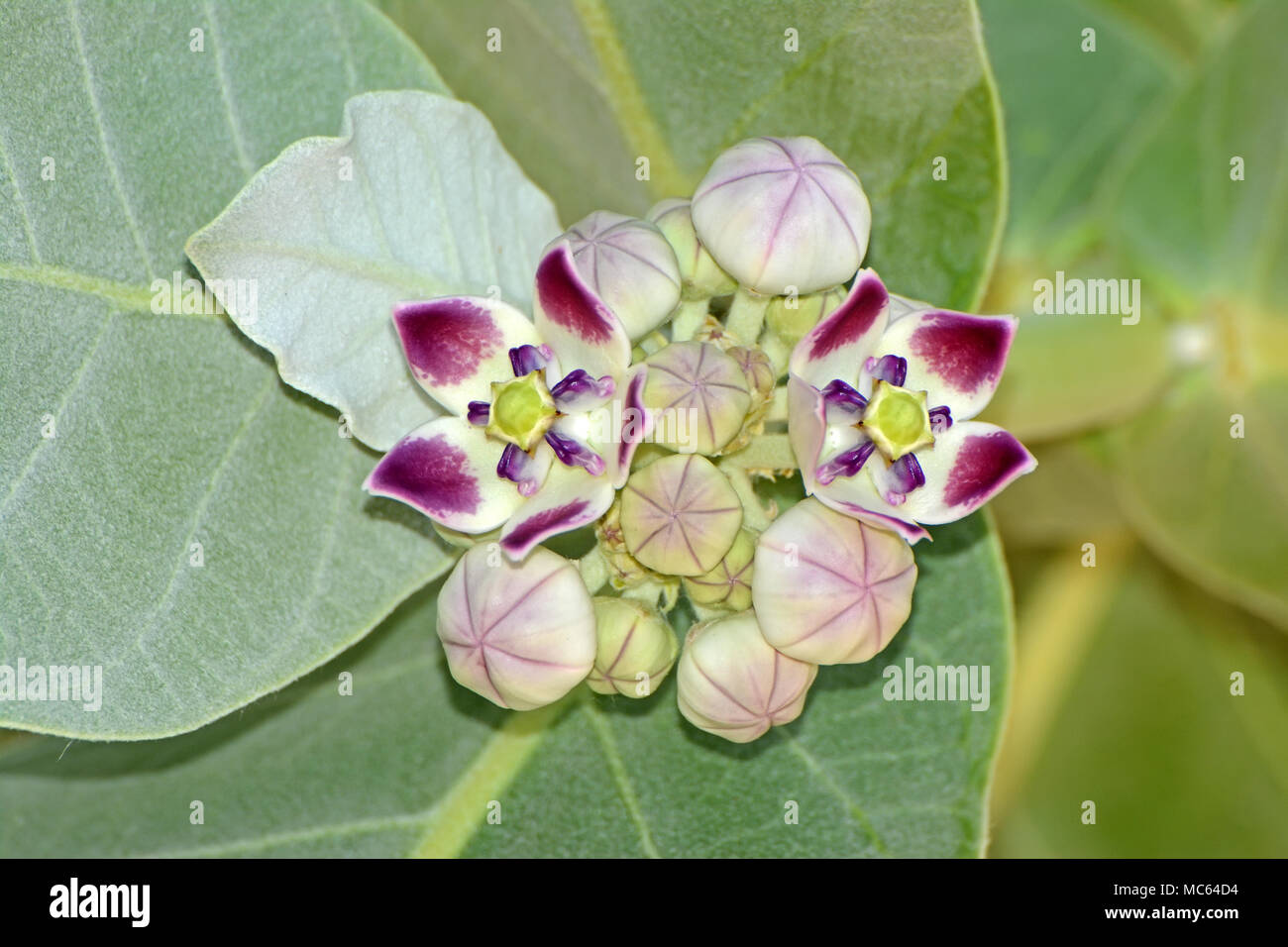 Apfel von Sodom Blumen, Calotropis procera Stockfoto