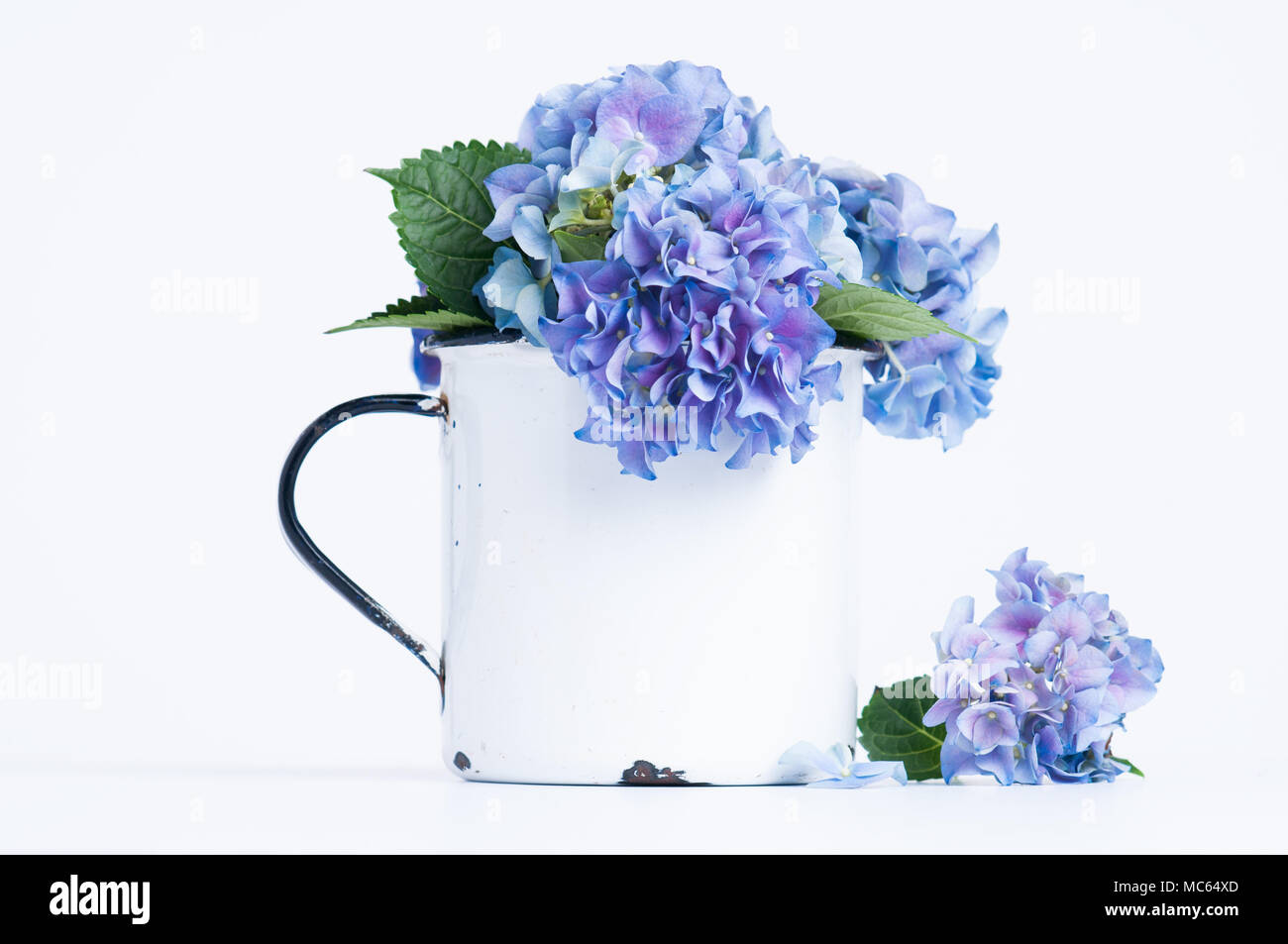 Blaue Hortensie Blumen in einem rustikalen weiß Emaille Tasse auf weißem Hintergrund Stockfoto