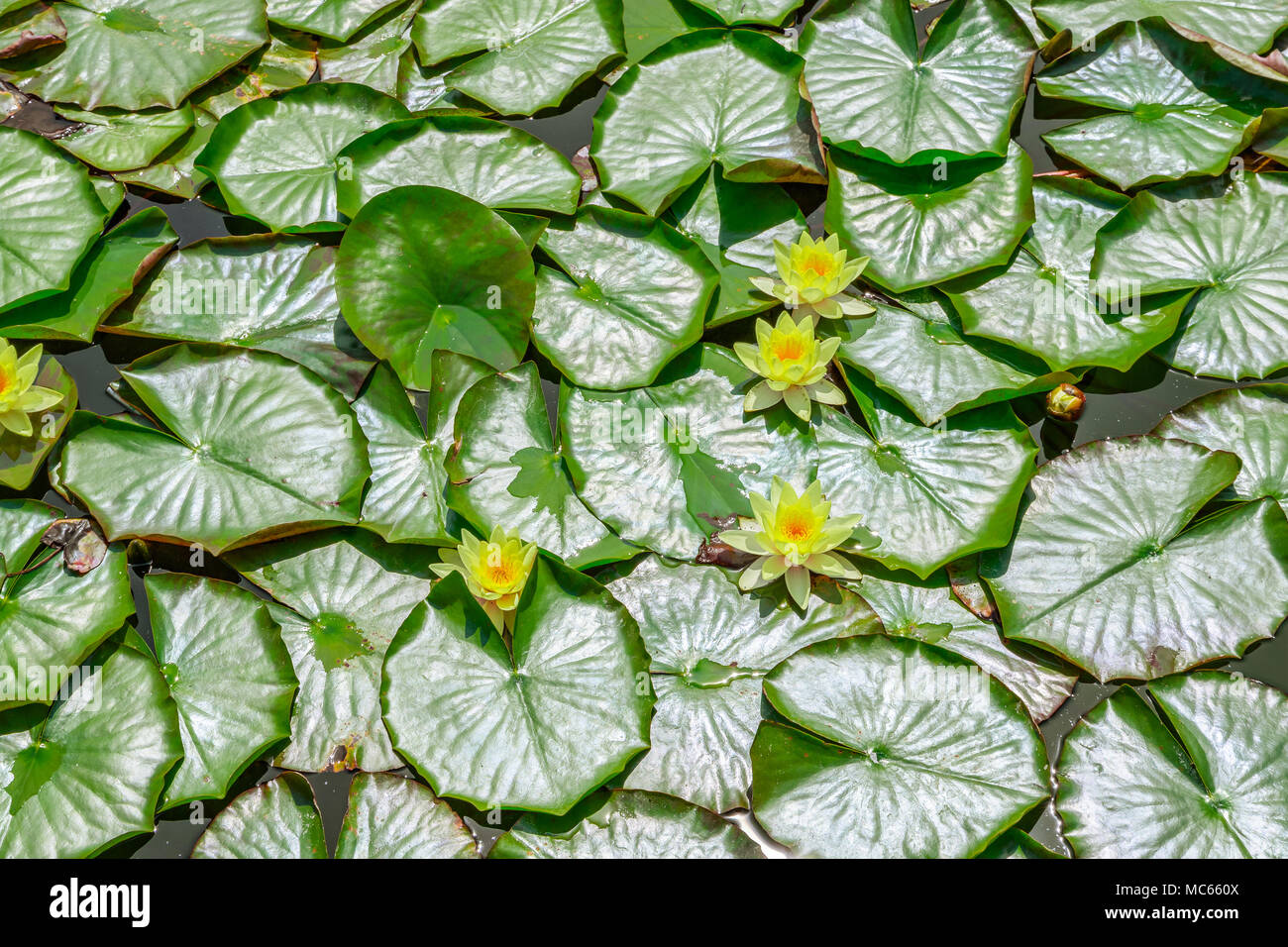 Teich mit Seerosen Blätter und Blüten in London Stockfoto