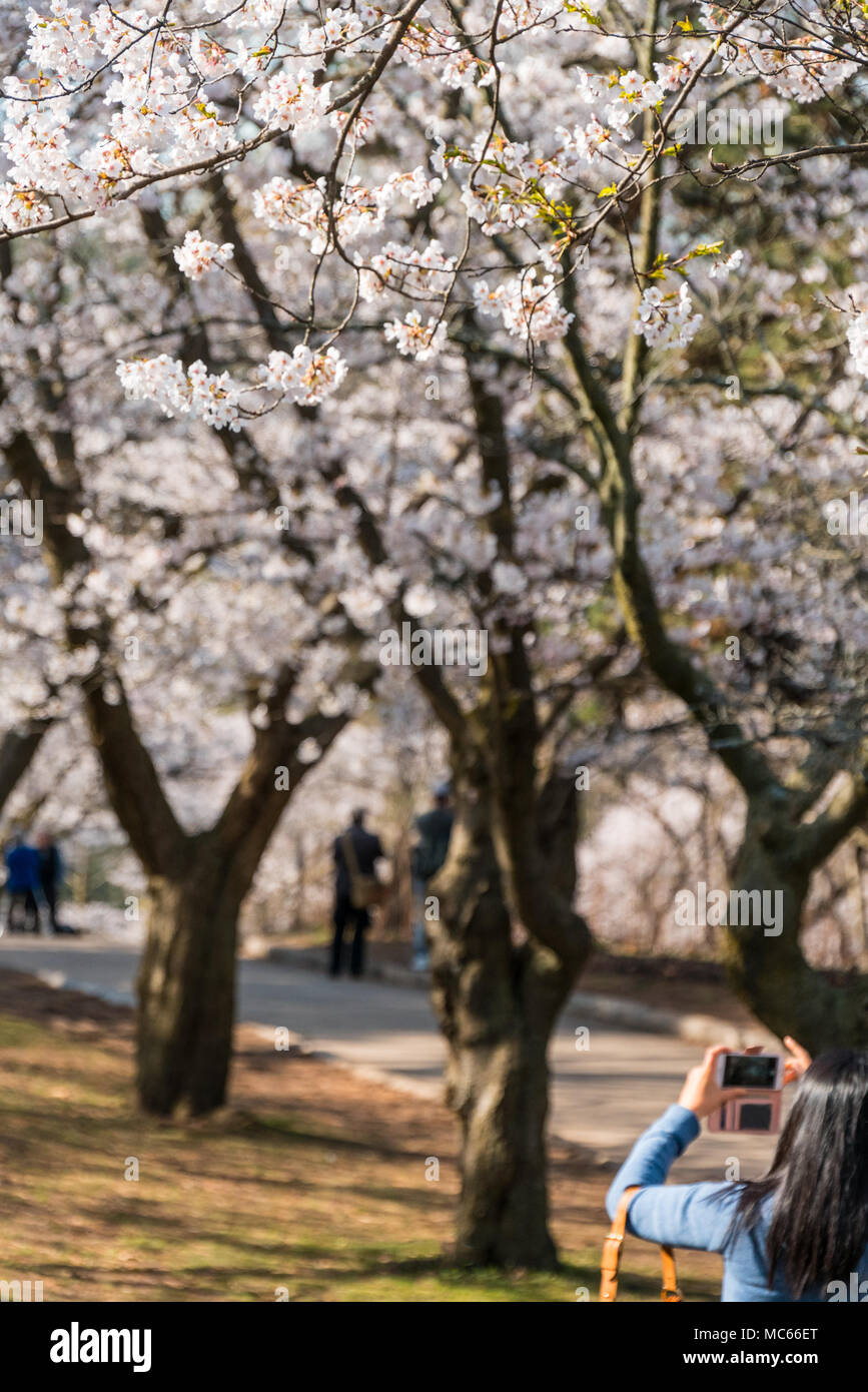 Frühjahr Naturliebhaber Fotos von Kirschblüten im frühen Sonnenlicht Stockfoto