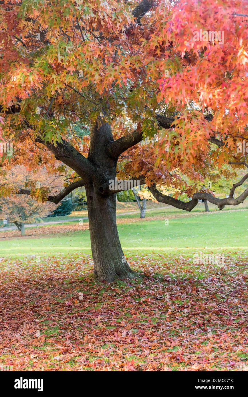 Ein wunderschöner Herbstbaum mit leuchtenden orange, roten und gelben Blättern, umgeben von gefallenen Blättern auf dem Boden, Stockfoto Ein wunderschöner Herbstbaum mit leuchtenden orange, roten und gelben Blättern, umgeben von gefallenen Blättern auf dem Boden, Stockfoto