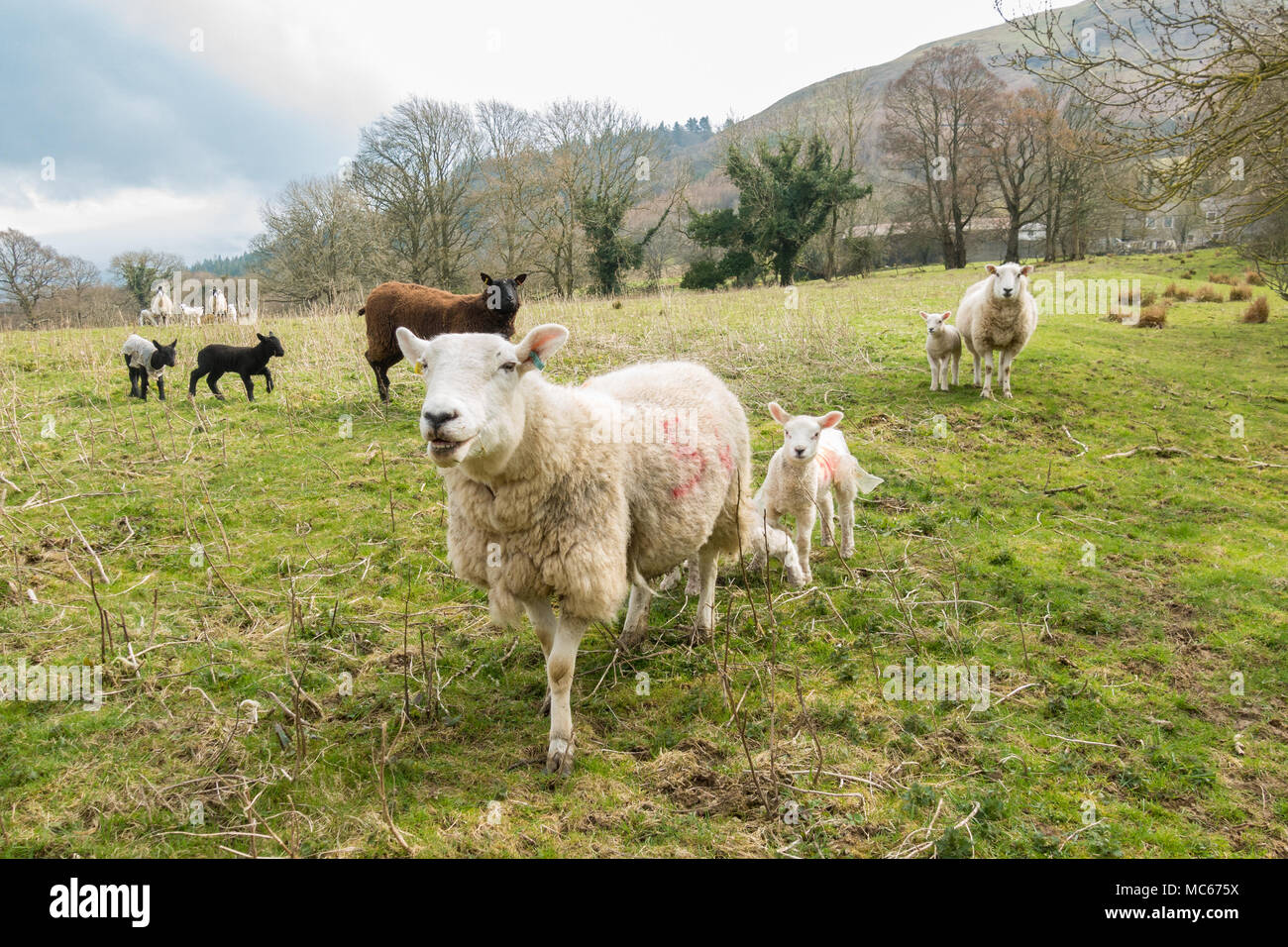 Schafe und Lämmer im Lake District, Cumbria, England, Großbritannien Stockfoto
