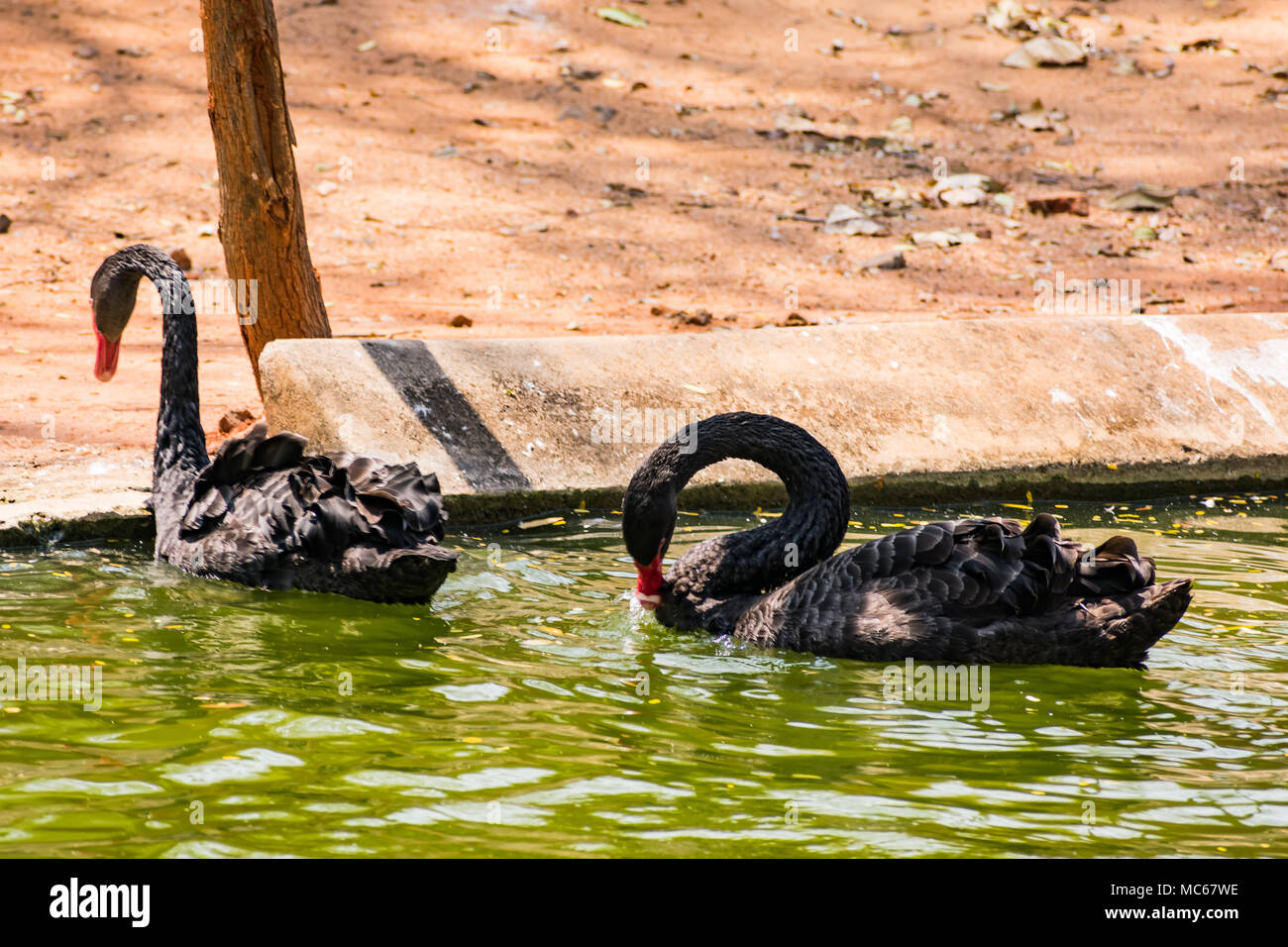 Ein schwarzes Paar swan Spielen am Wasser im Zoo. Stockfoto