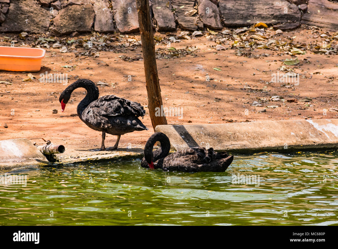 Ein schwarzes Paar swan Spielen am Wasser im Zoo. Stockfoto