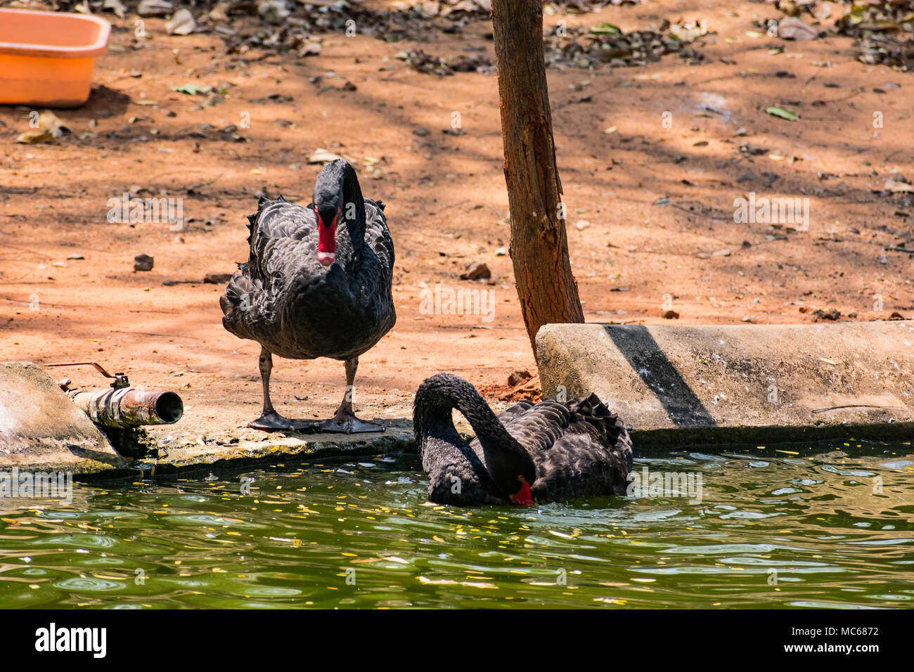 Ein schwarzes Paar swan Spielen am Wasser im Zoo. Stockfoto