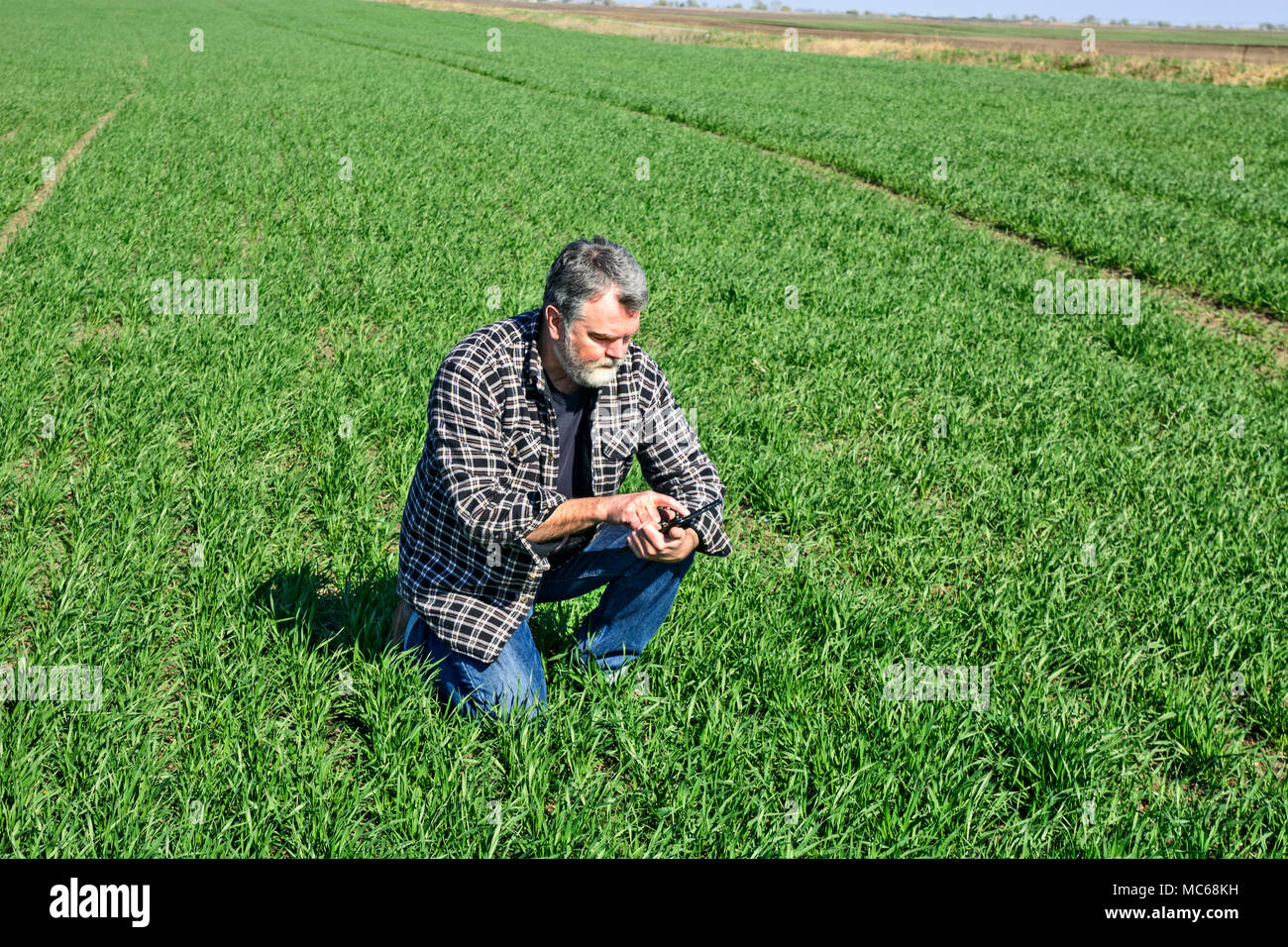 Der Landwirt und Feld prüfen die Qualität von Weizen mit der Tablette zu berechnen. Stockfoto