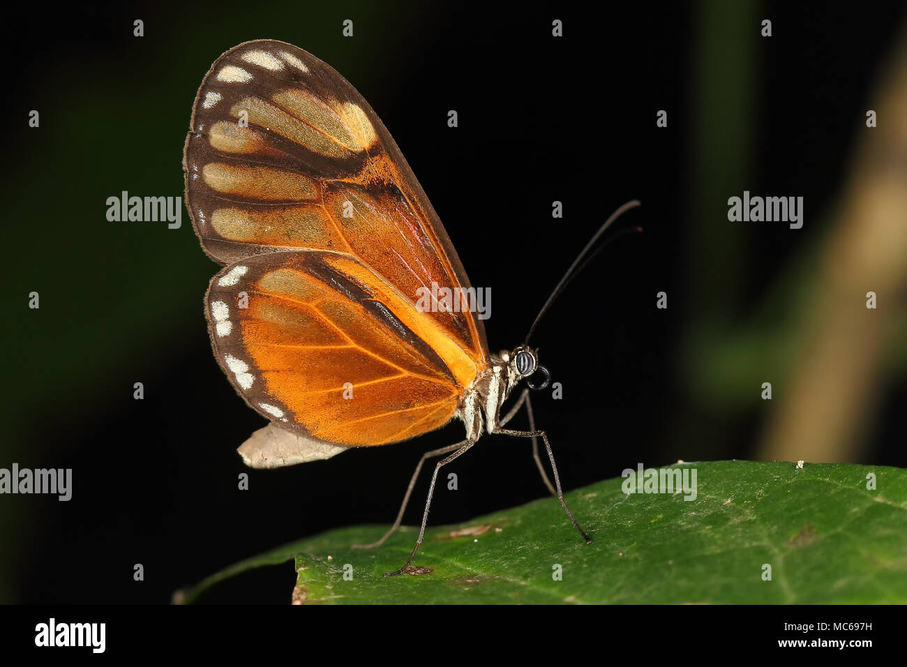 Schmetterling, Nymphalidae, Oleria athalina, Staudinger 1884 Stockfoto