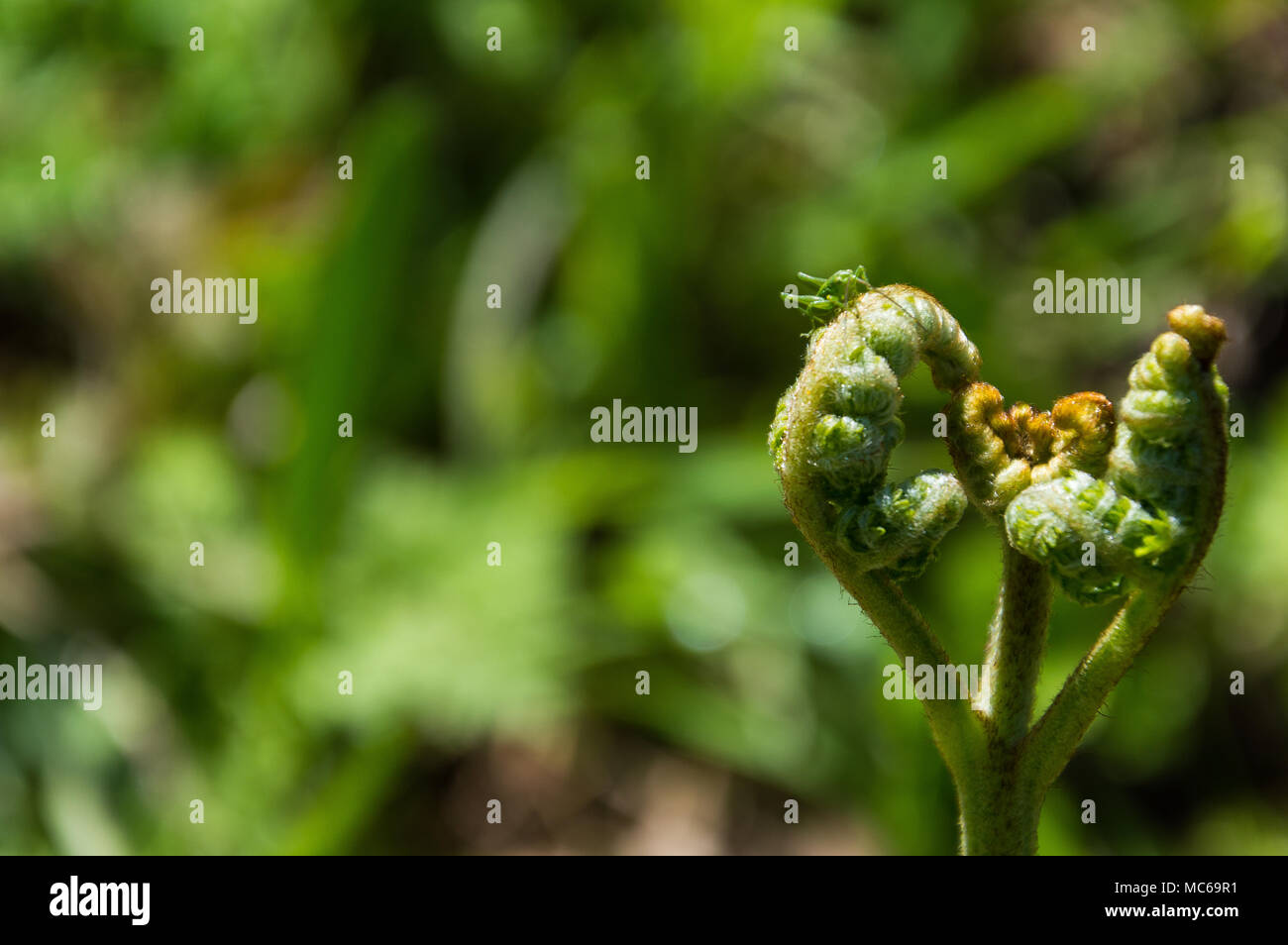 Kleine Heuschrecke auf wildplants Stockfoto