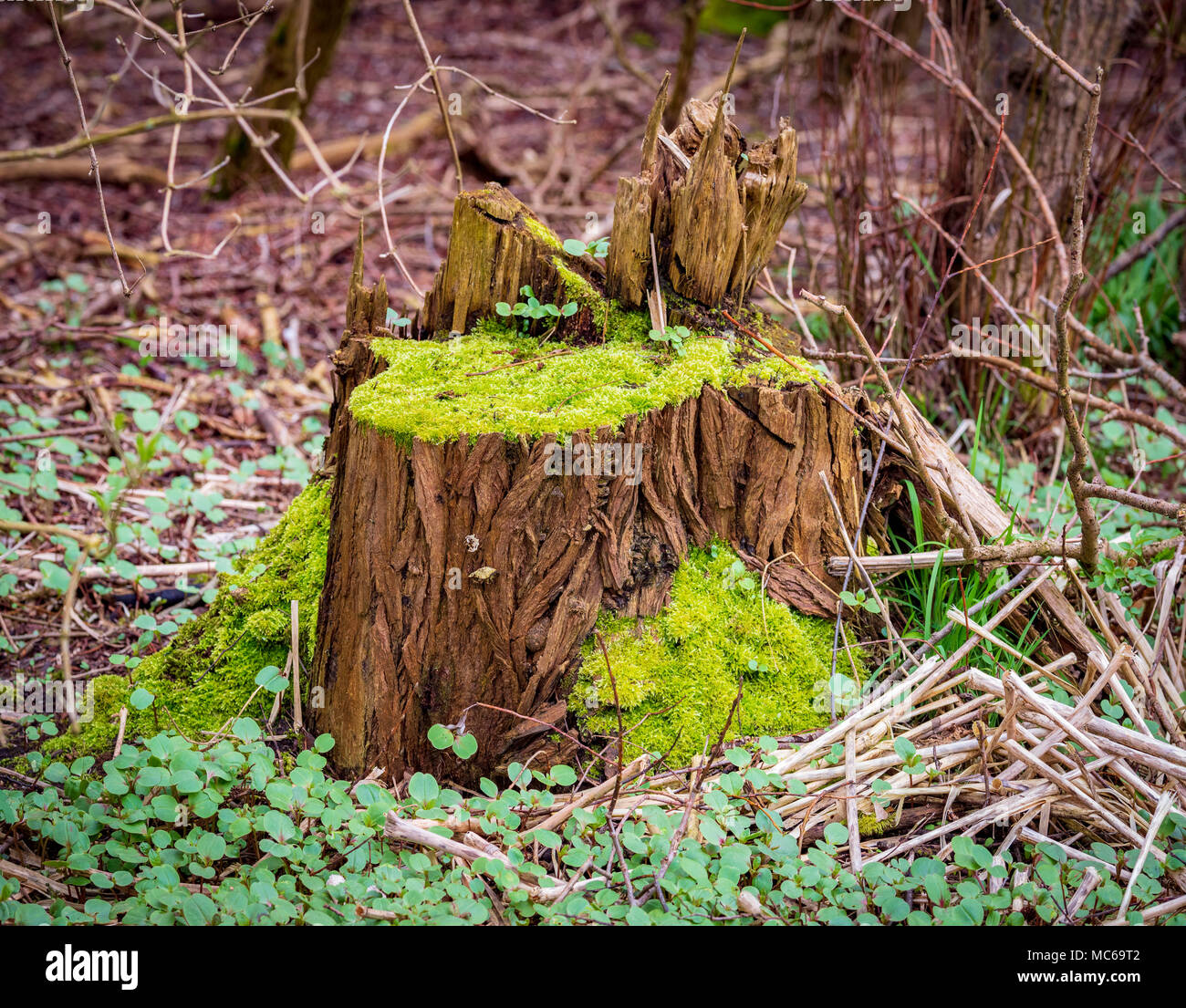 Naturen Farben verrottender Baumstumpf in Moos bedeckt. Stockfoto