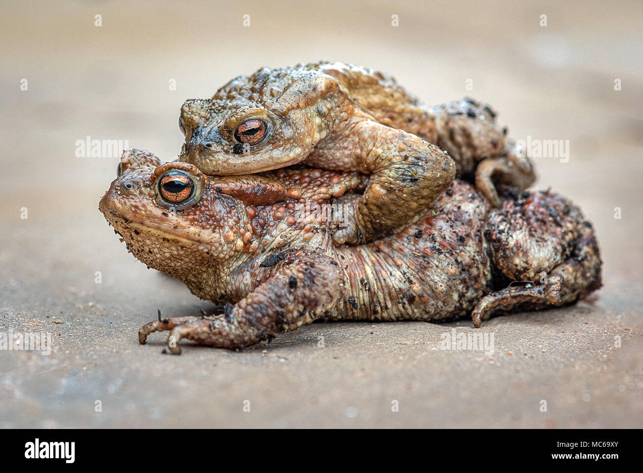 Eine Nahaufnahme Studie über eine Kröte, die mit ihrem kleinen Bruder auf dem Rücken Stockfoto