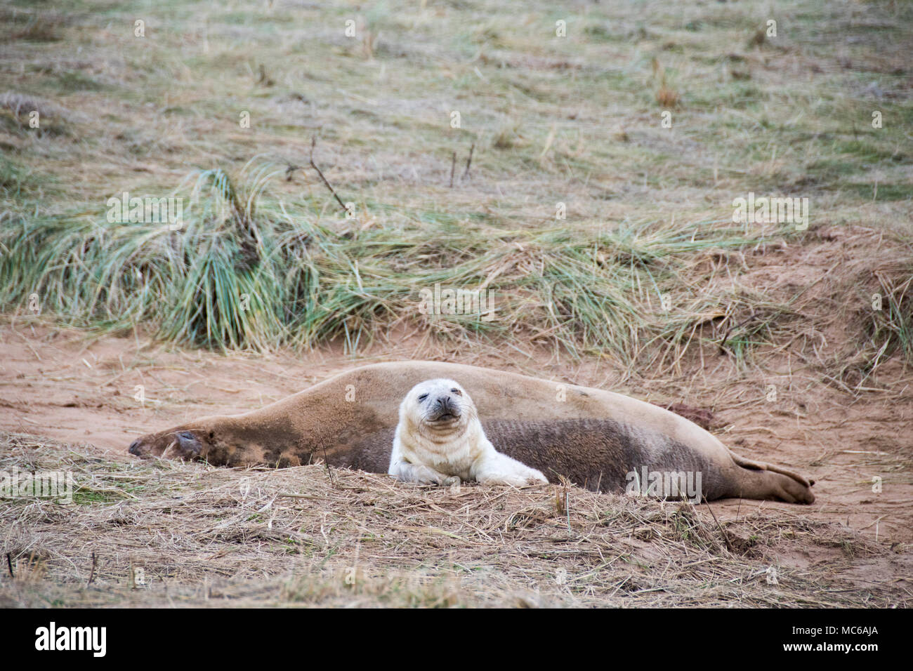 Donna Nook, Lincolnshire, Großbritannien - 15.November: Ein grauer Dichtung an Land kommen für die Geburt Saison liegt auf dem Gras am 15 Nov 2016 Donna Nook Seal Sanctuary Stockfoto