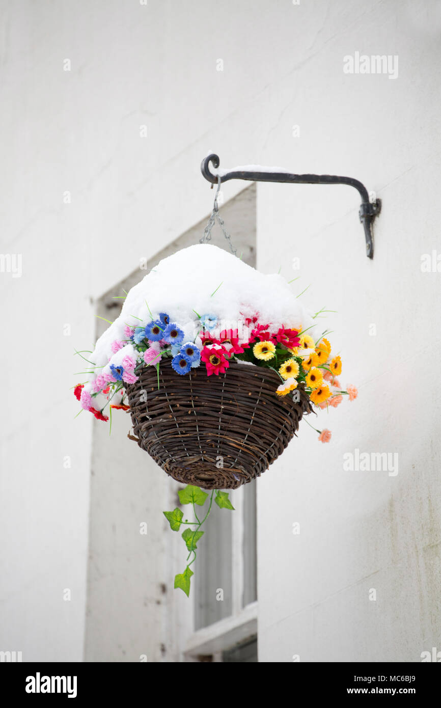 Einem hängenden Korb mit künstlichen Blumen im Schnee im März 2018 North Dorset England Uk Stockfoto