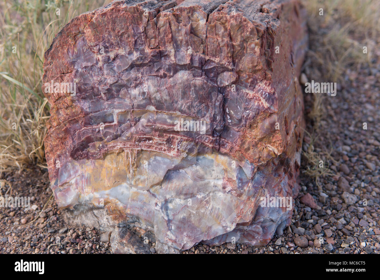 Petrified Forrest, versteinertes Holz, Fossil, Rock Stockfoto